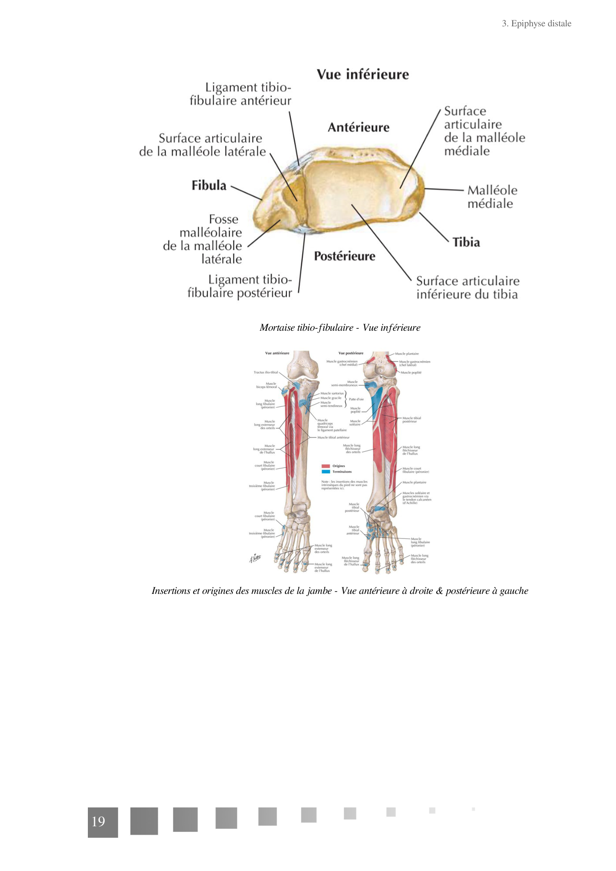 TP Membre Pelvien 2022 page 19