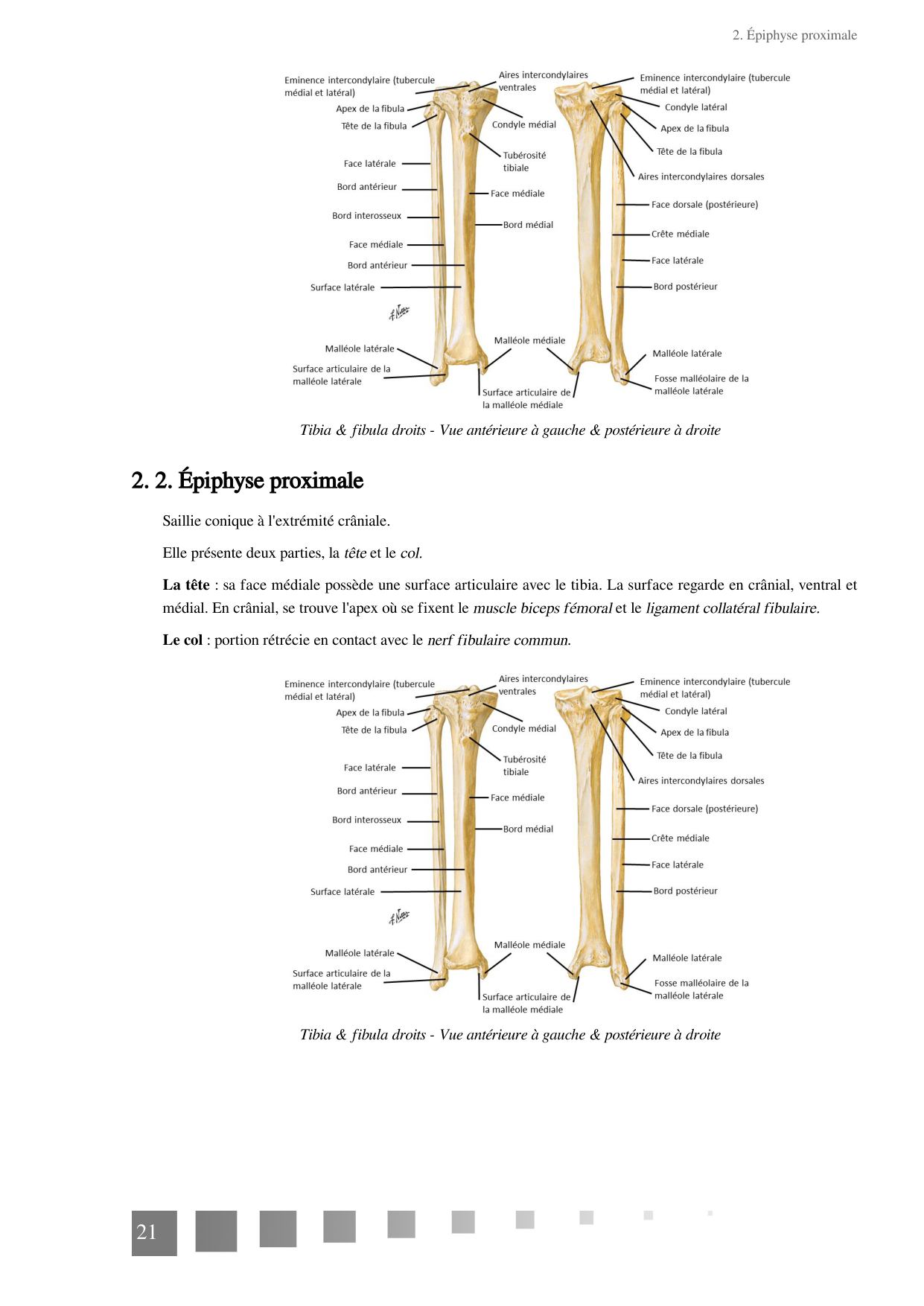 TP Membre Pelvien 2022 page 21