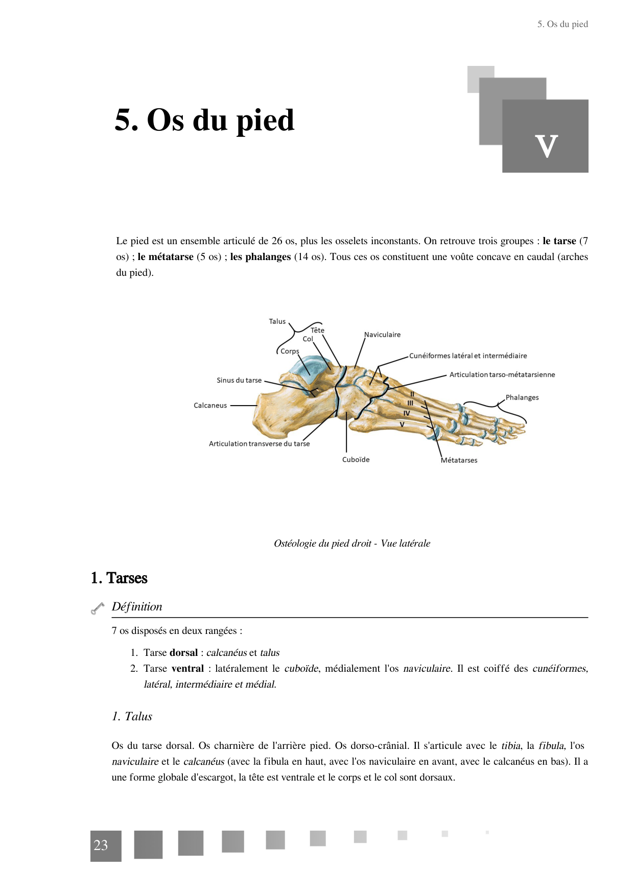 TP Membre Pelvien 2022 page 23