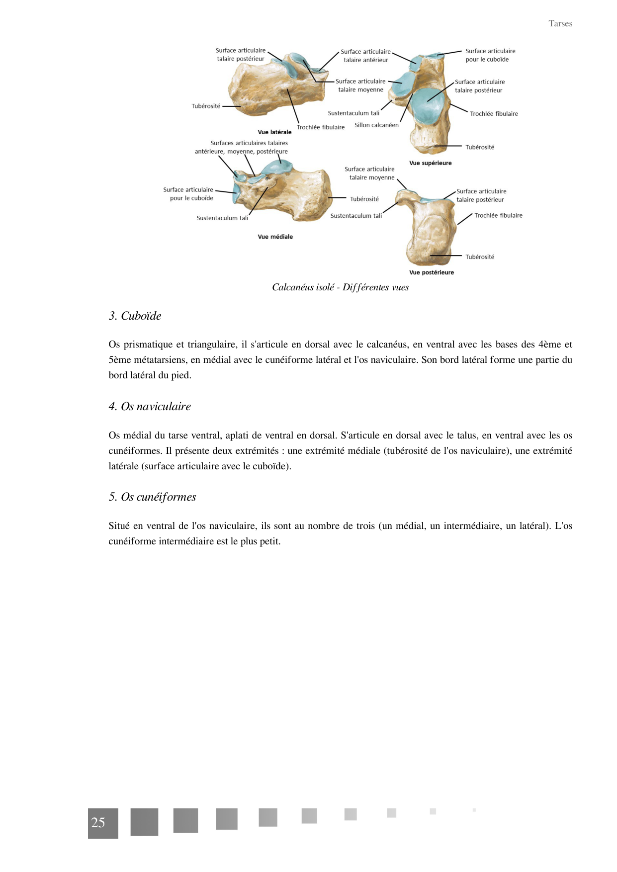 TP Membre Pelvien 2022 page 25