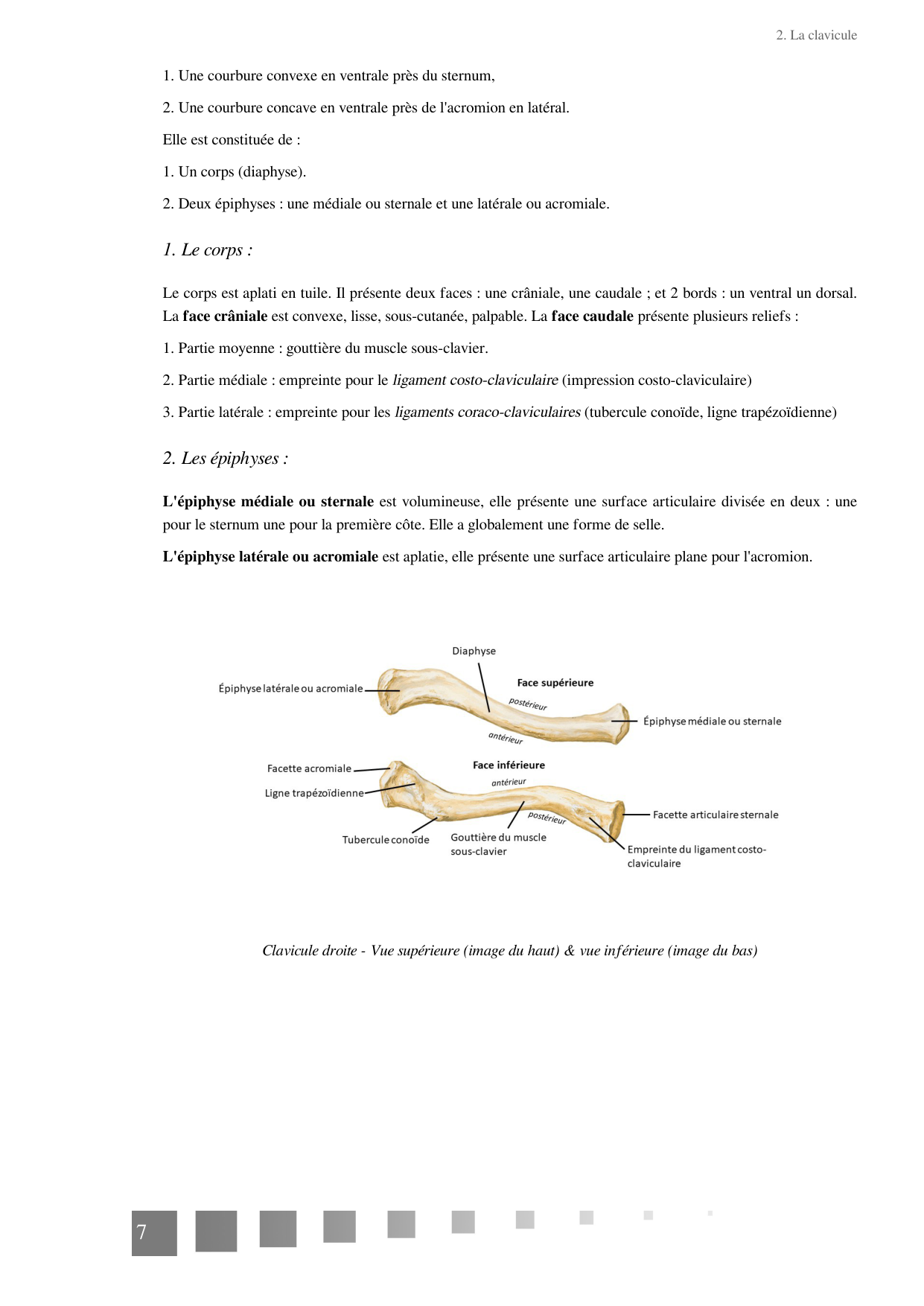 TP Membre Thoracique 2022 page 7