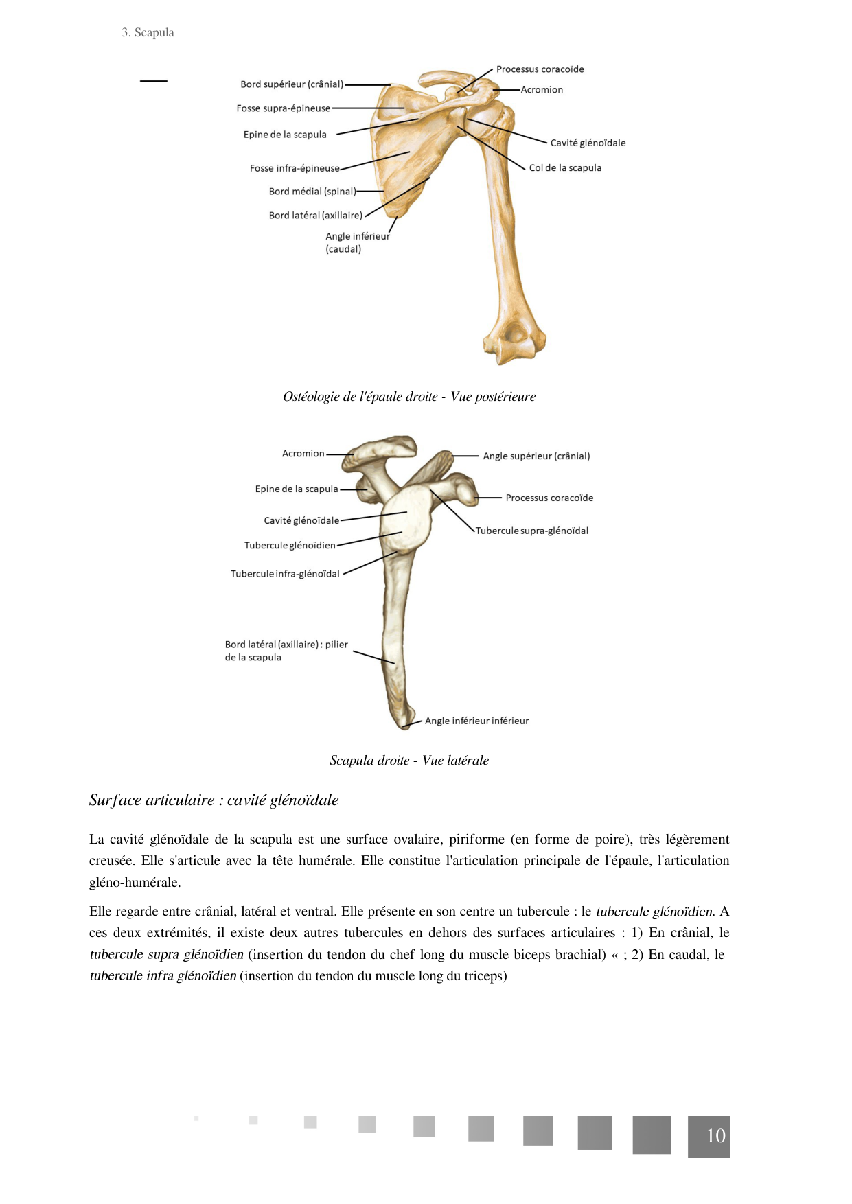 TP Membre Thoracique 2022 page 10