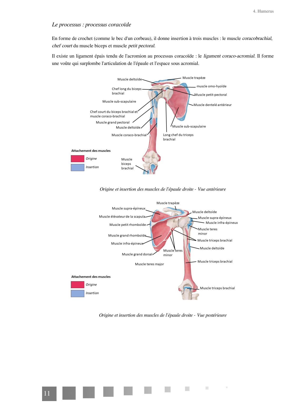 TP Membre Thoracique 2022 page 11