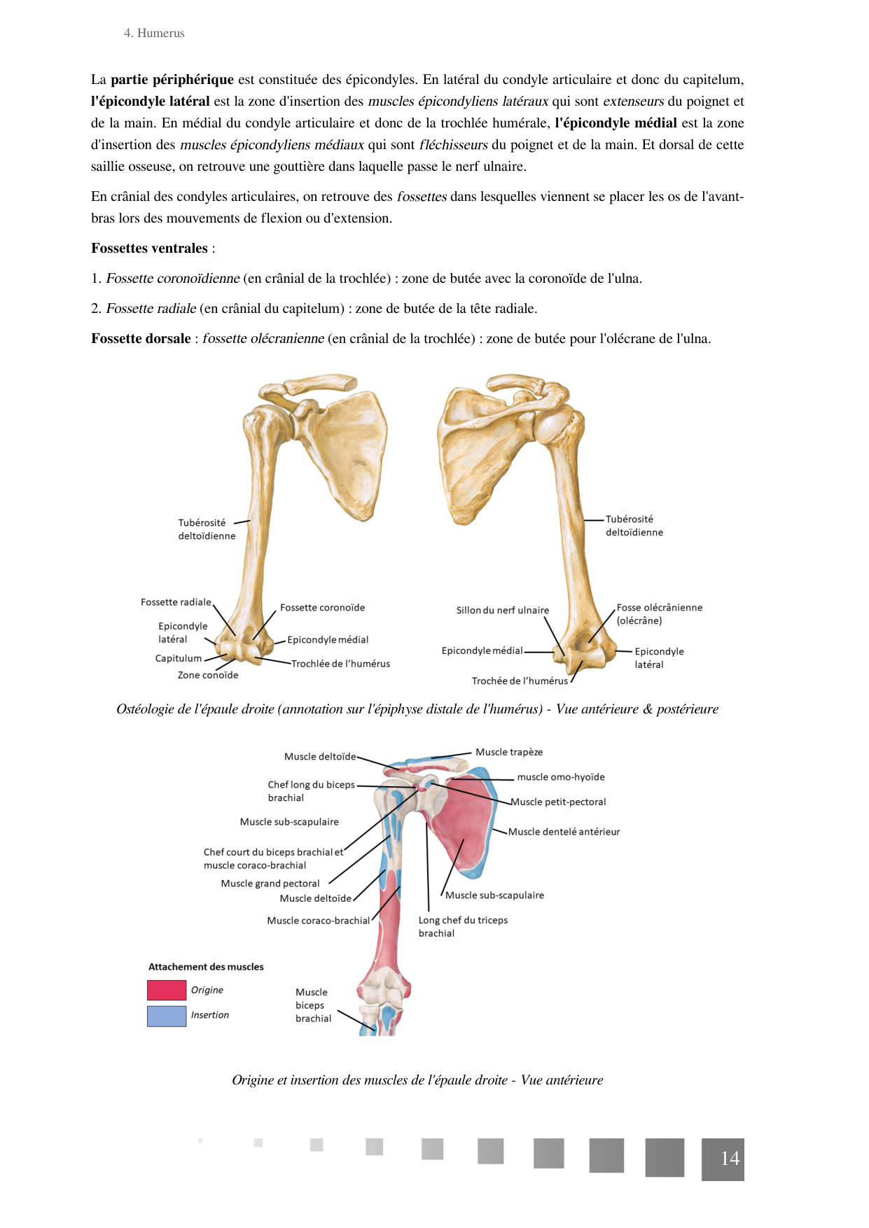 TP Membre Thoracique 2022 page 14