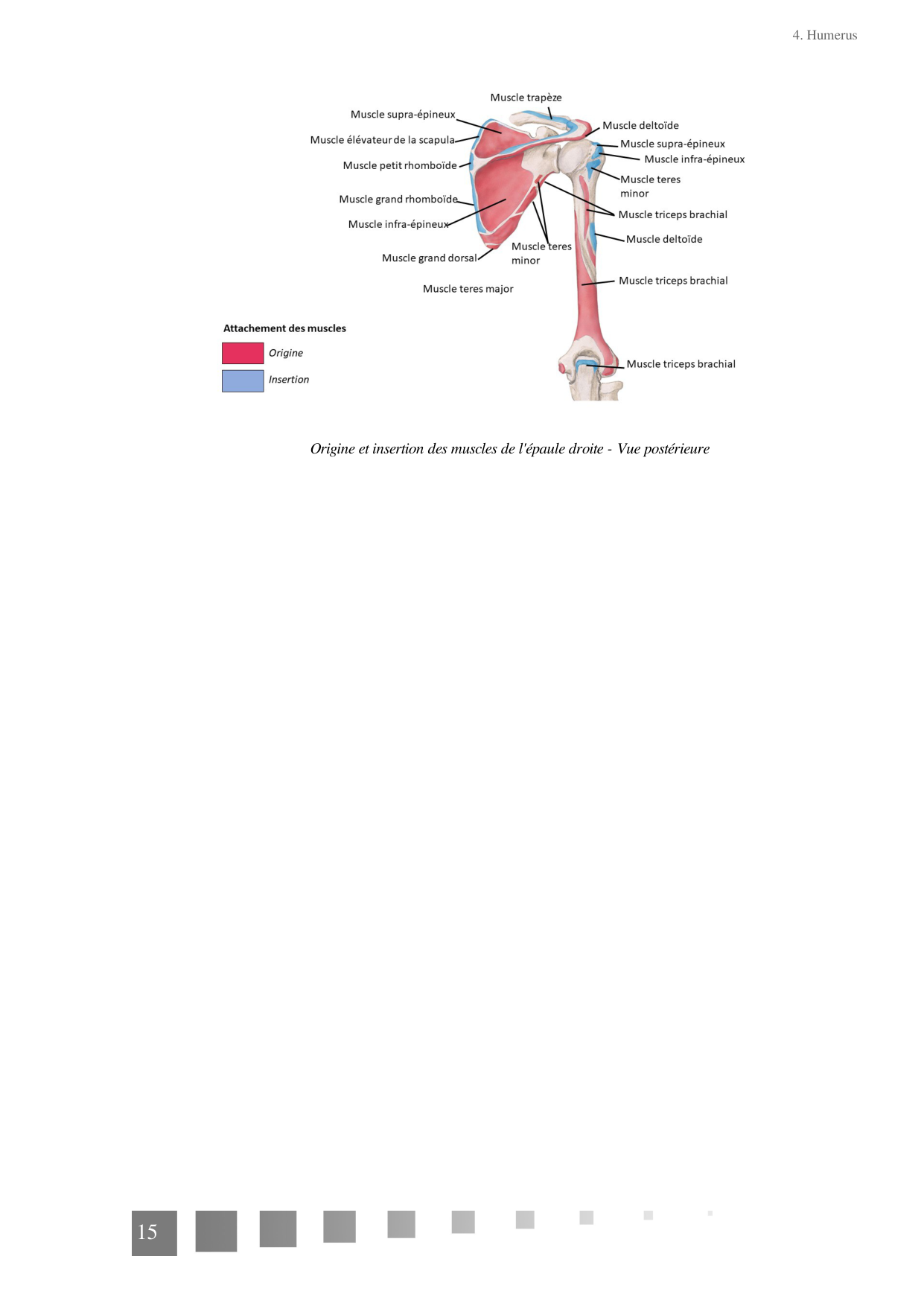 TP Membre Thoracique 2022 page 15