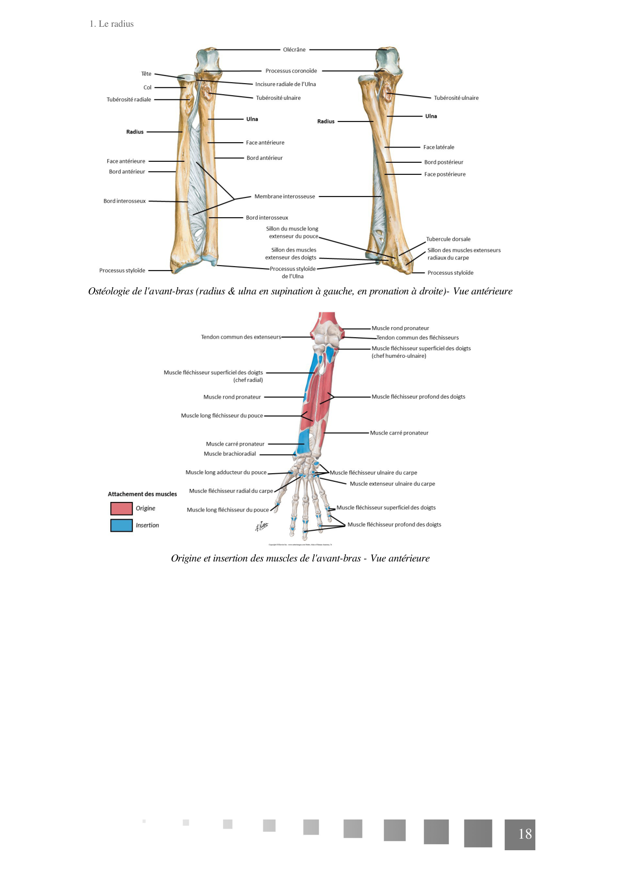 TP Membre Thoracique 2022 page 18