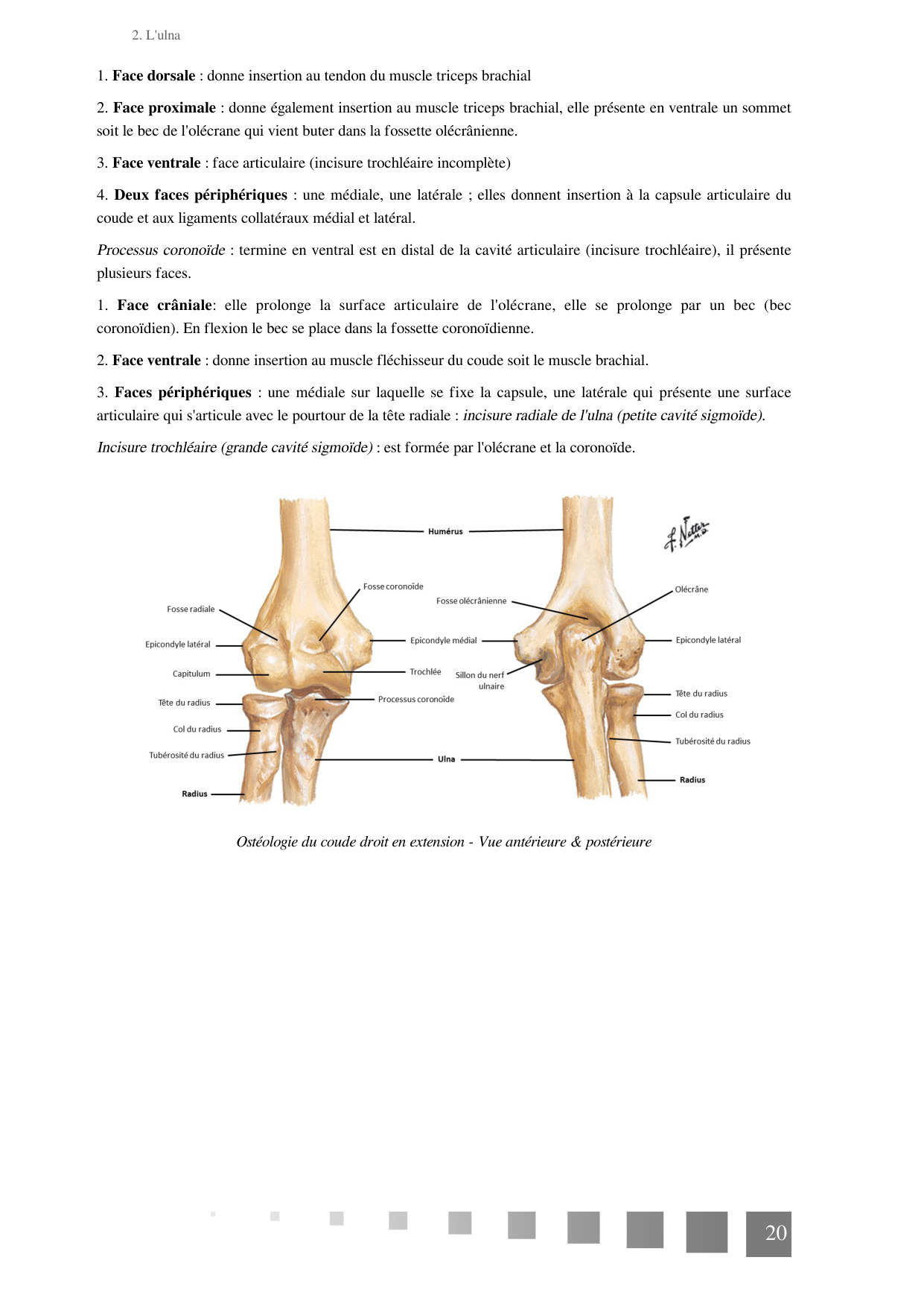 TP Membre Thoracique 2022 page 20