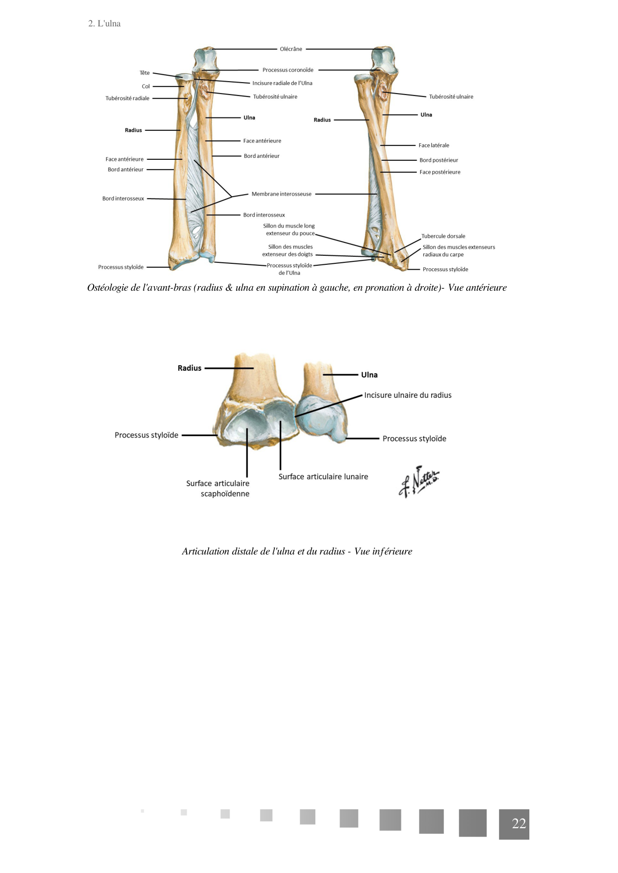 TP Membre Thoracique 2022 page 22