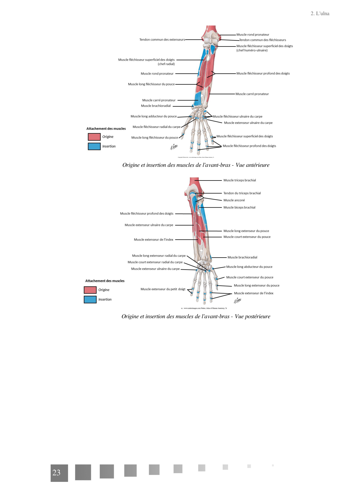 TP Membre Thoracique 2022 page 23
