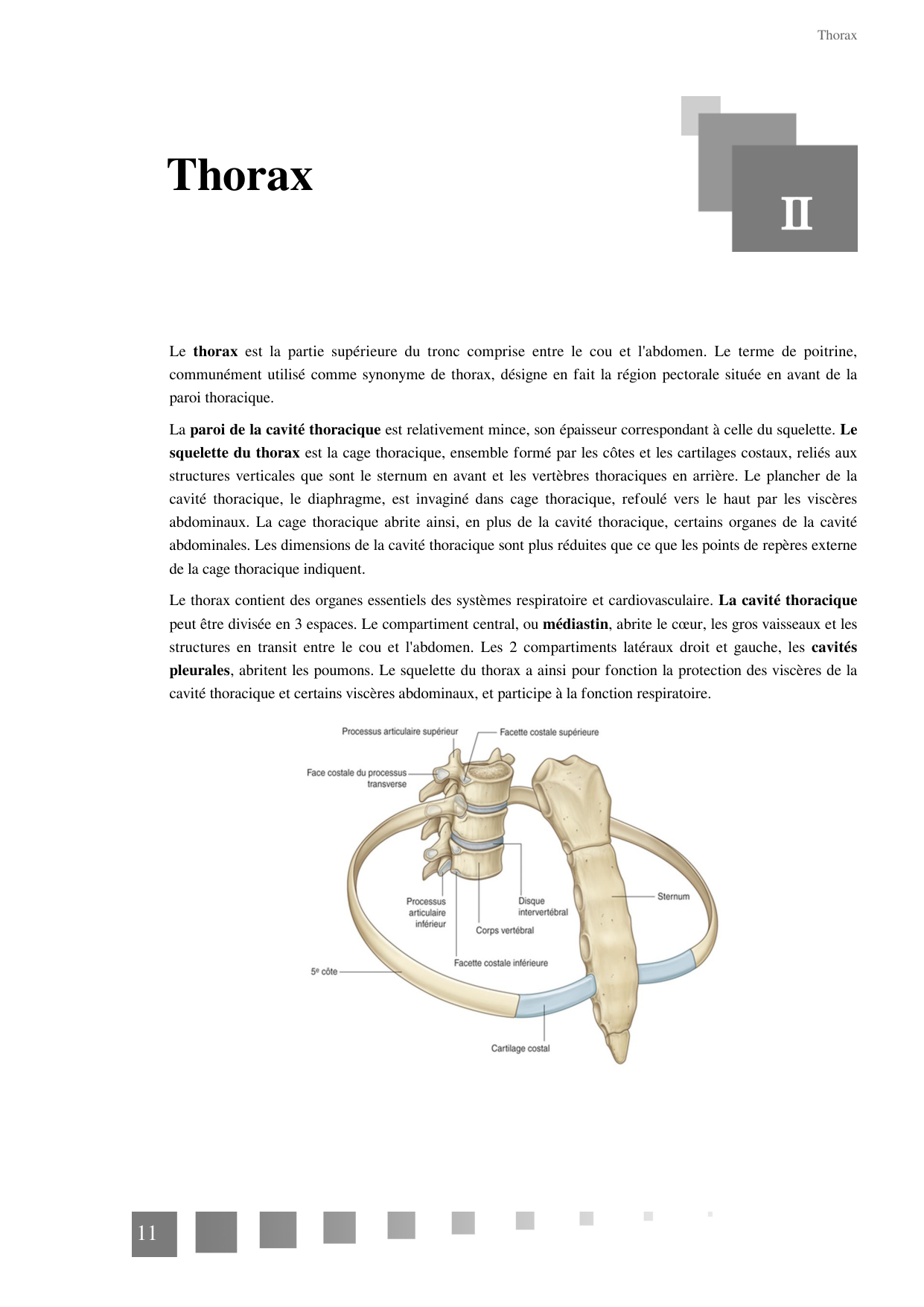TP Squelette Axial 2025 papier page 11