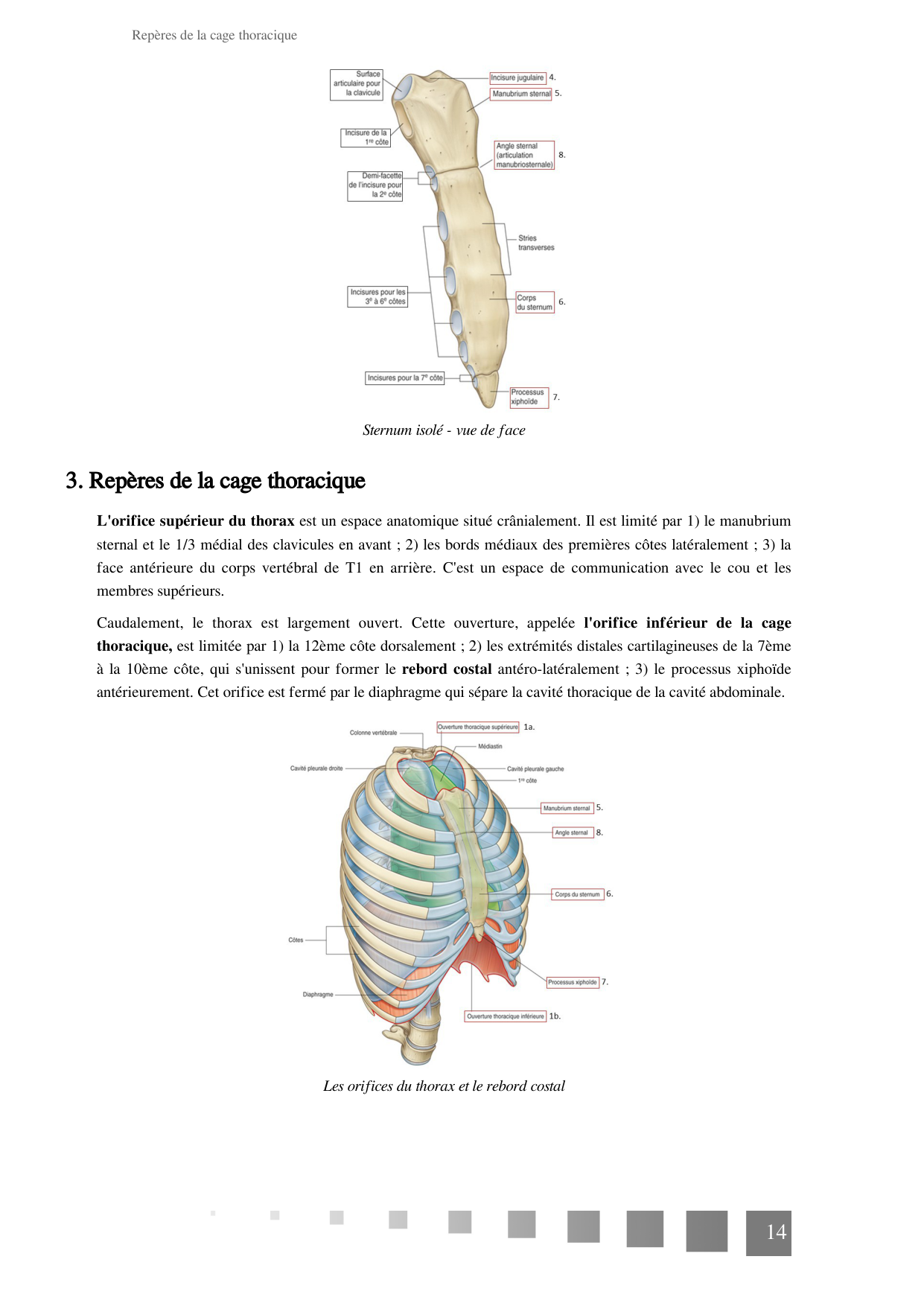 TP Squelette Axial 2025 papier page 14