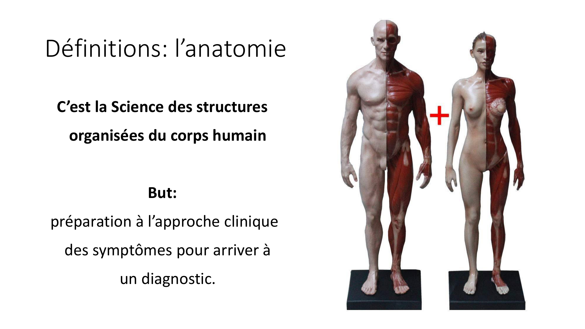 cours dintroduction anatomie 2025-26 page 8