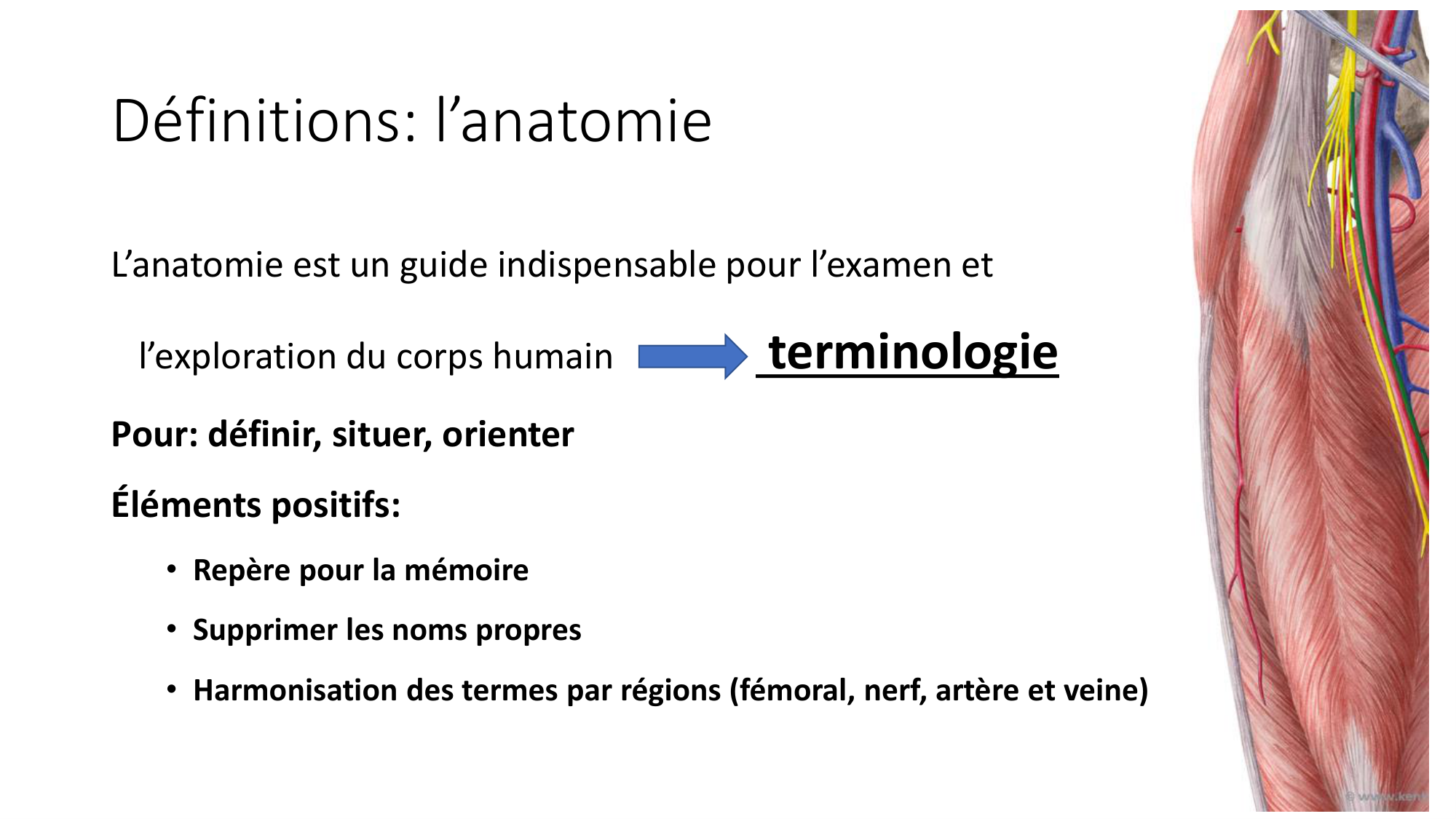 cours dintroduction anatomie 2025-26 page 12