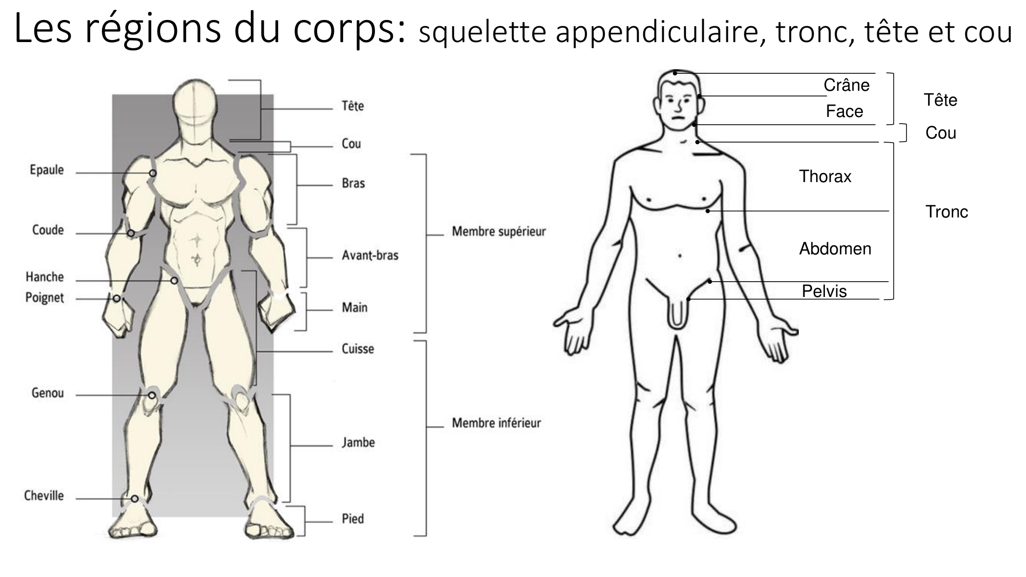 cours dintroduction anatomie 2025-26 page 13