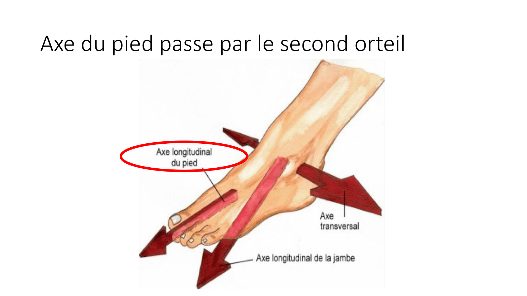 cours dintroduction anatomie 2025-26 page 16
