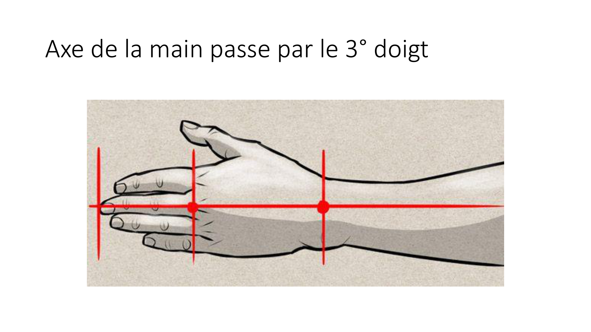 cours dintroduction anatomie 2025-26 page 17