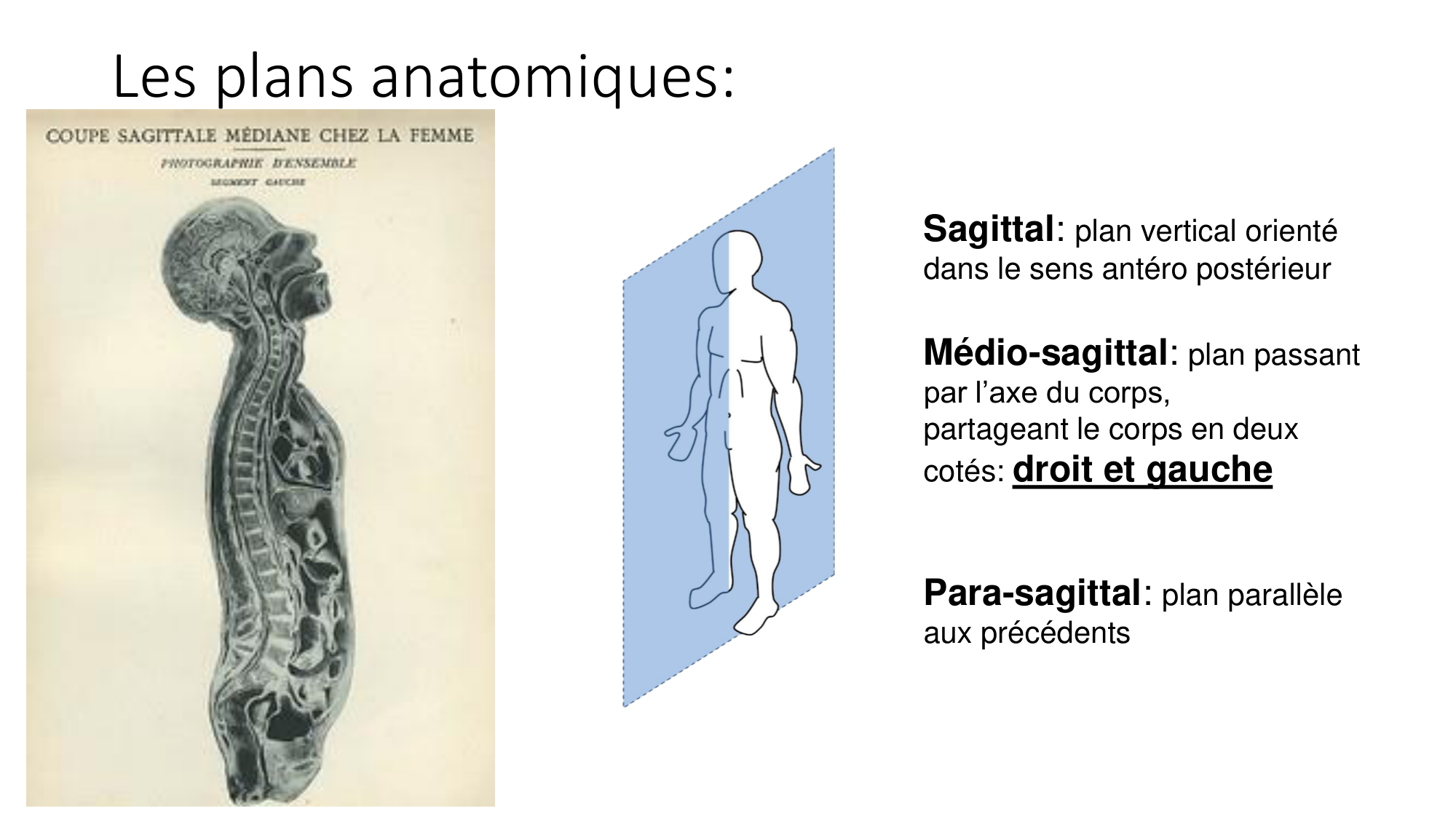 cours dintroduction anatomie 2025-26 page 19