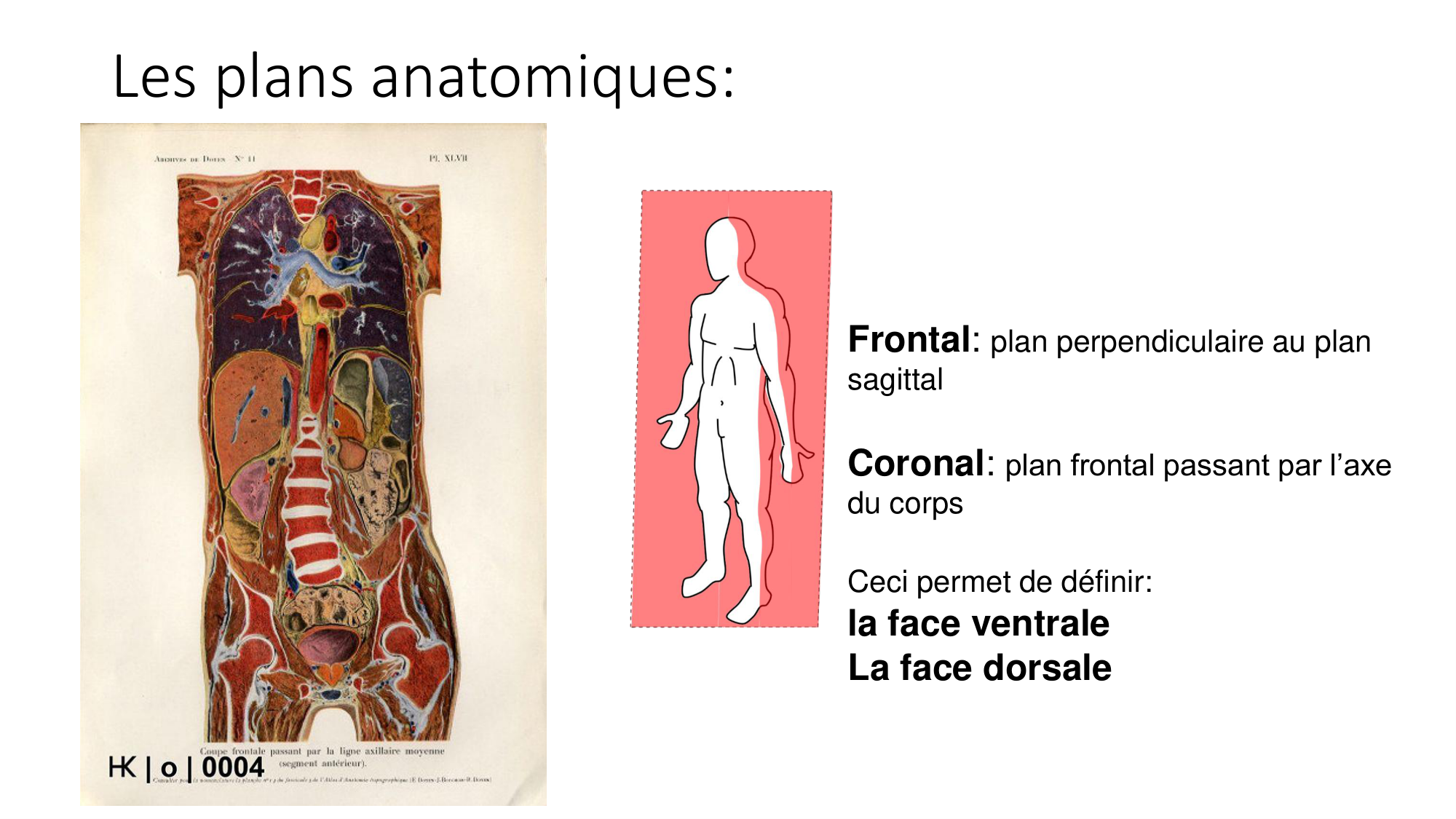 cours dintroduction anatomie 2025-26 page 20