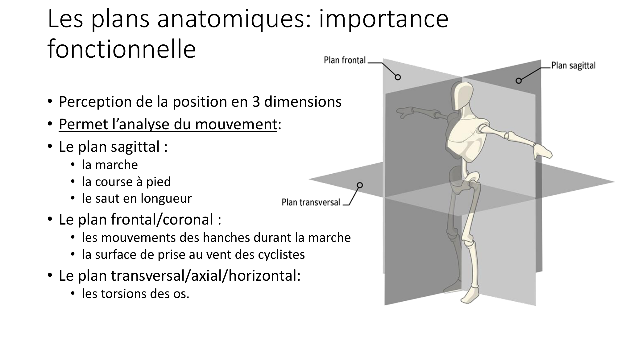 cours dintroduction anatomie 2025-26 page 23