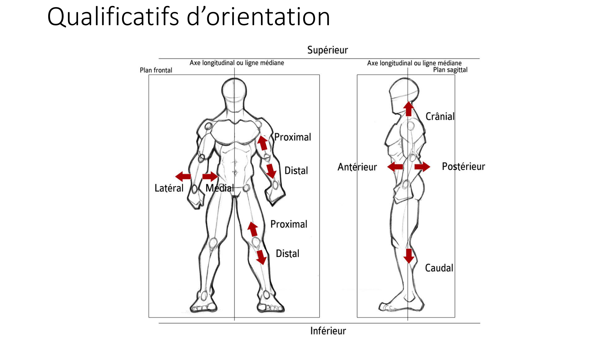 cours dintroduction anatomie 2025-26 page 24