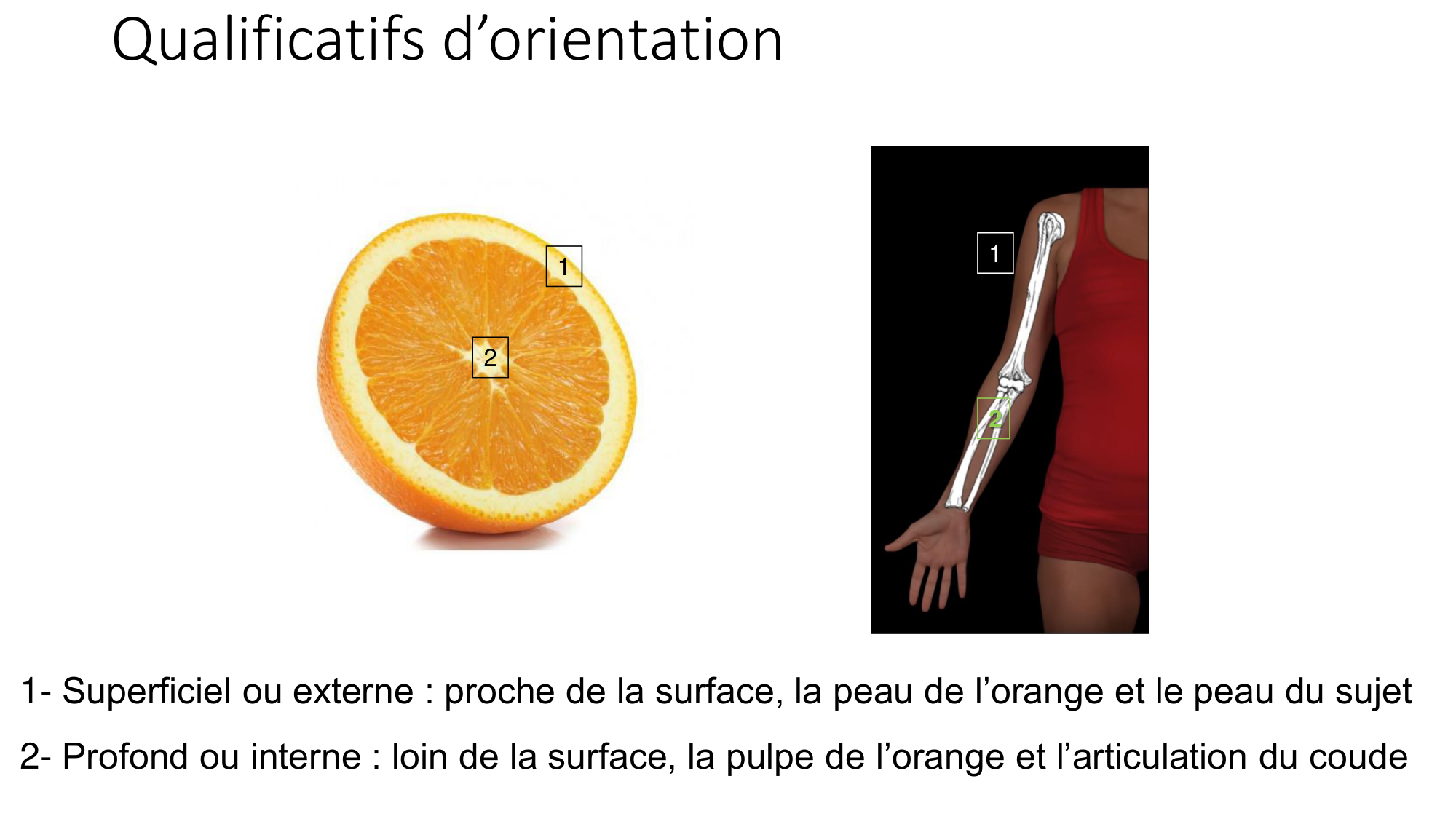 cours dintroduction anatomie 2025-26 page 27