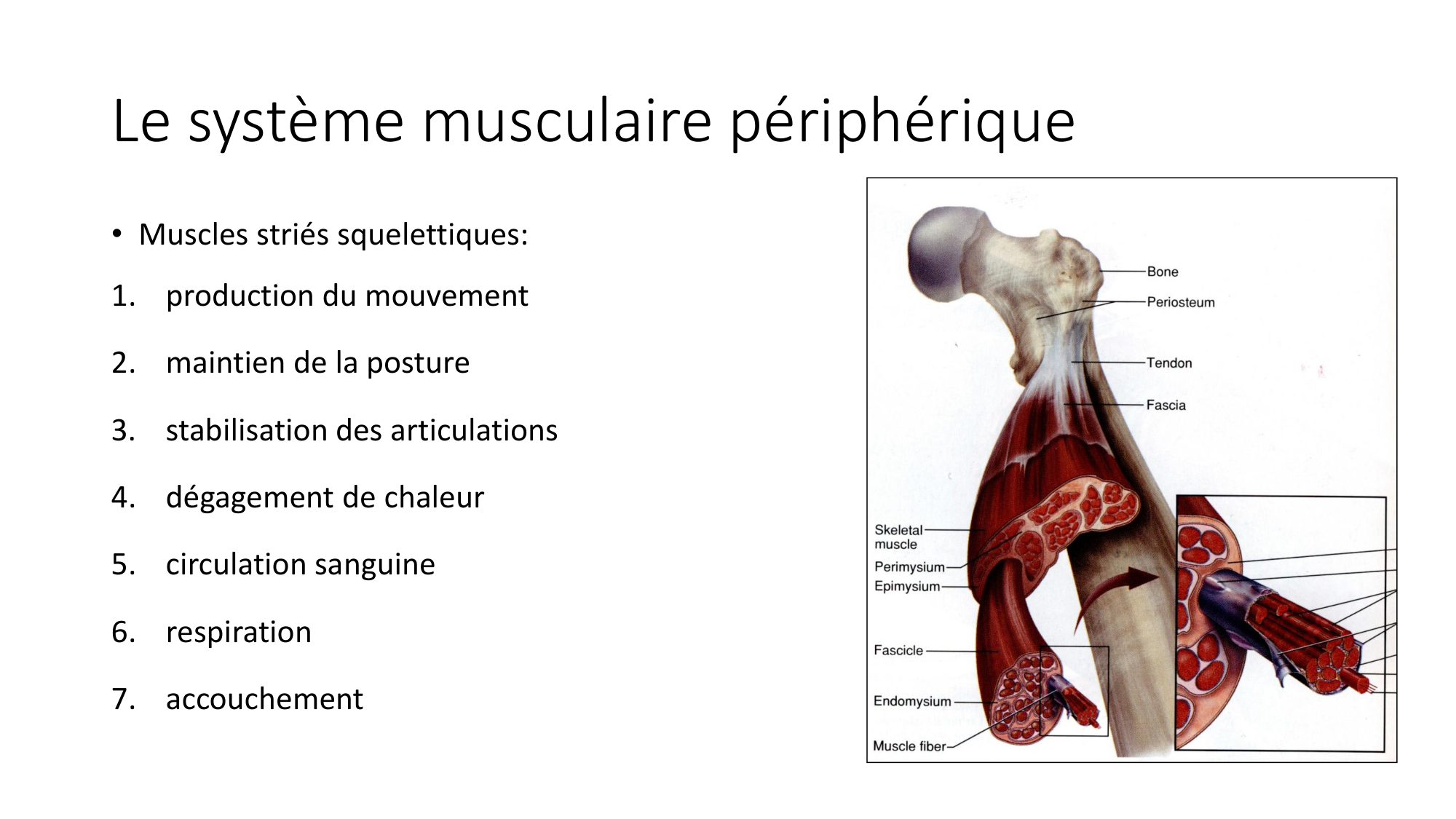 cours dintroduction anatomie 2025-26 page 33