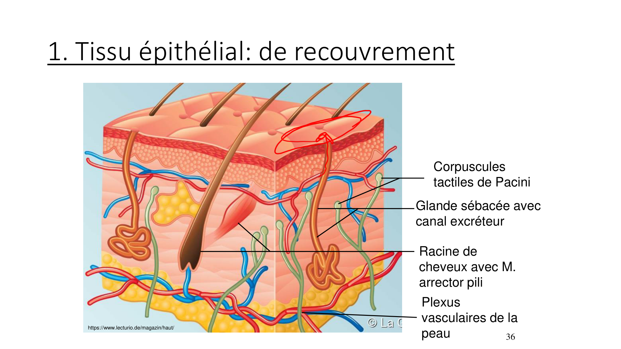 cours dintroduction anatomie 2025-26 page 36