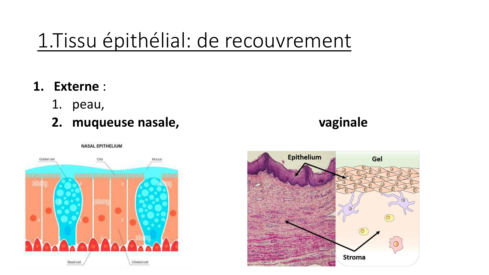 cours dintroduction anatomie 2025-26 page 37