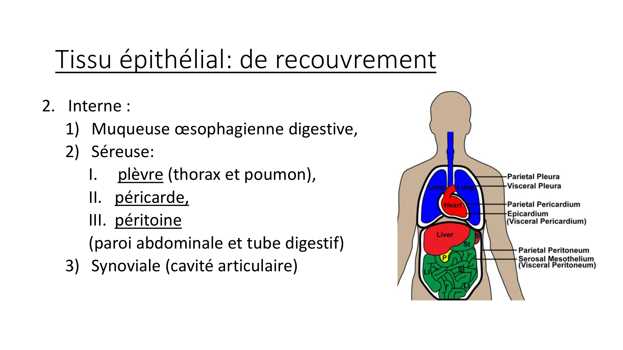 cours dintroduction anatomie 2025-26 page 38