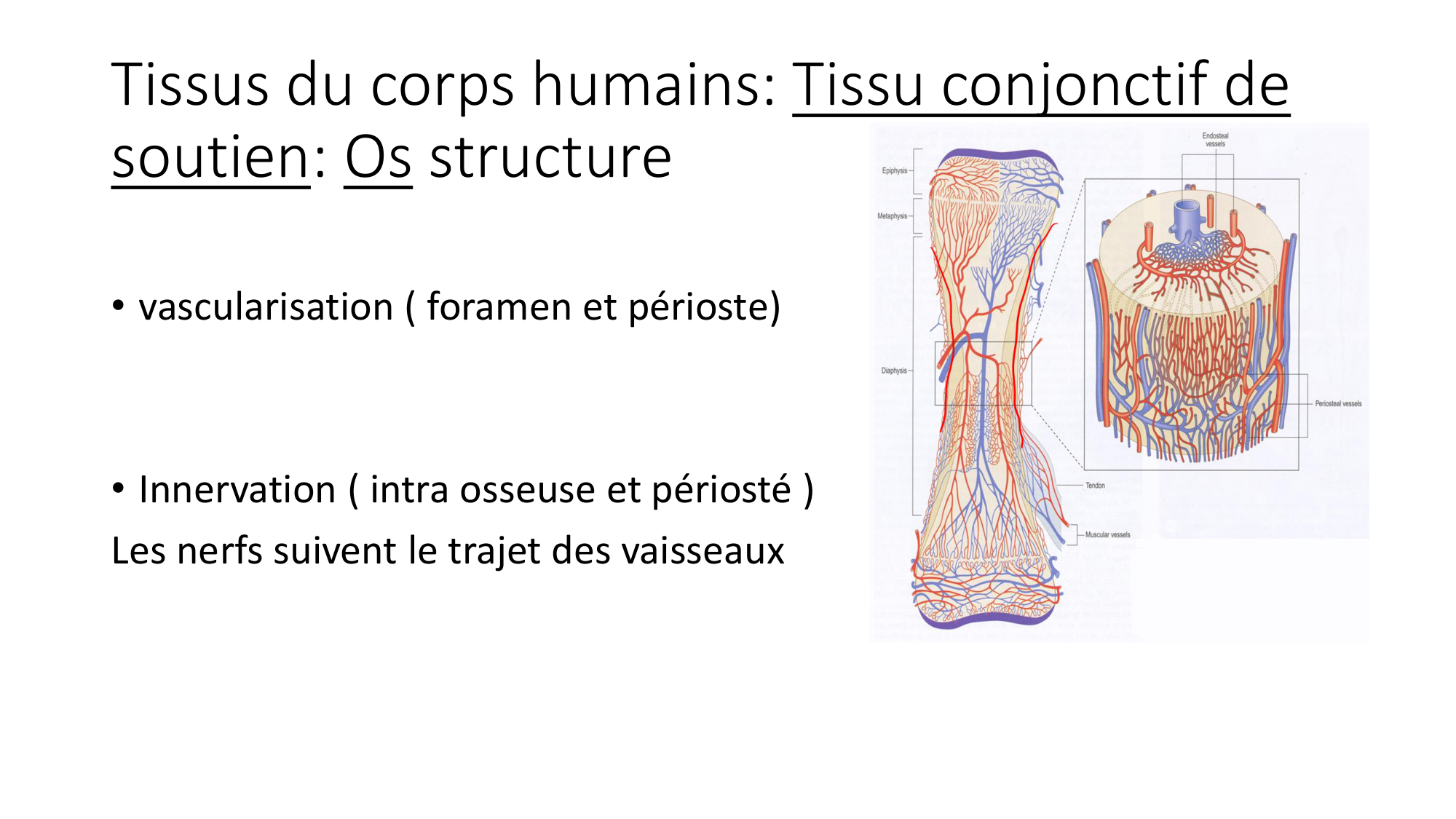 cours dintroduction anatomie 2025-26 page 45