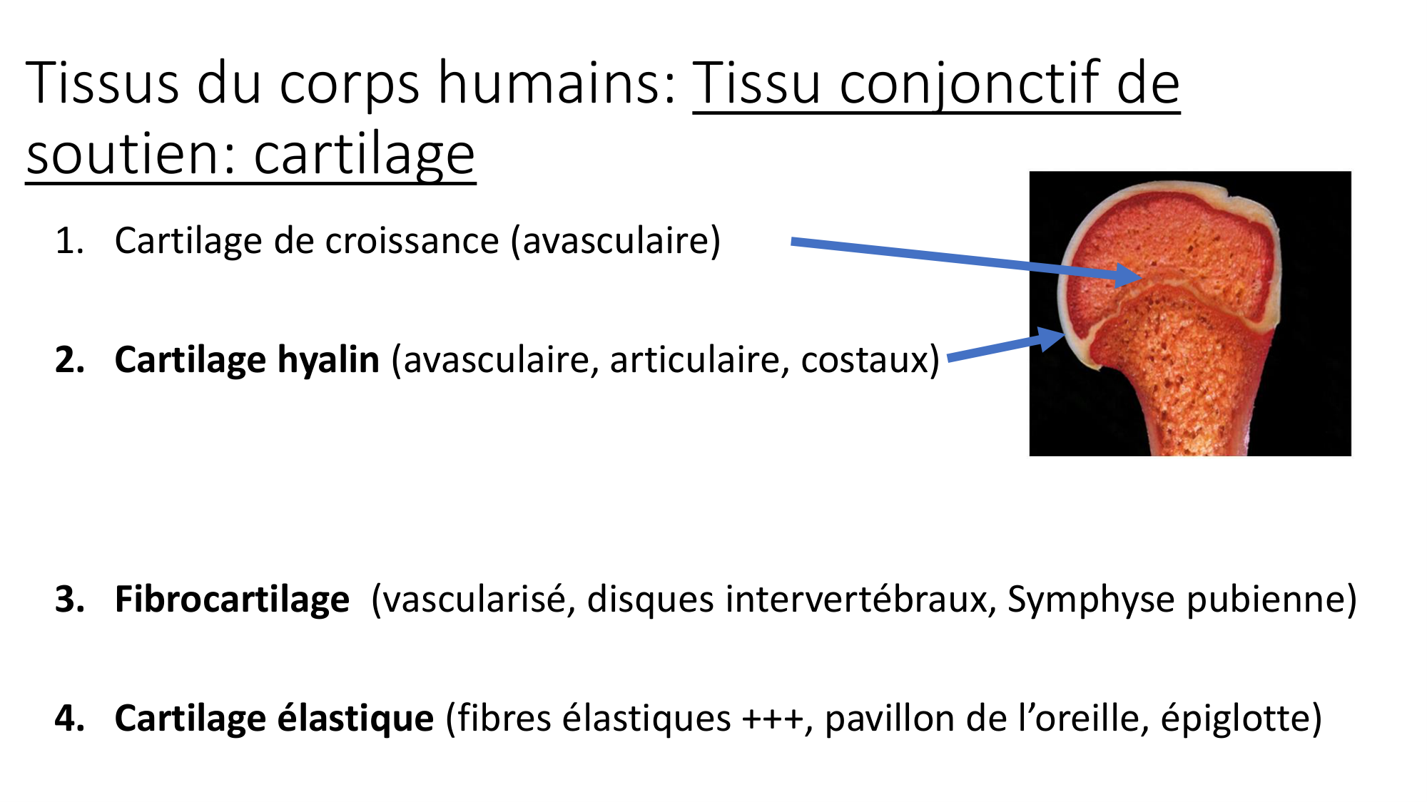 cours dintroduction anatomie 2025-26 page 46