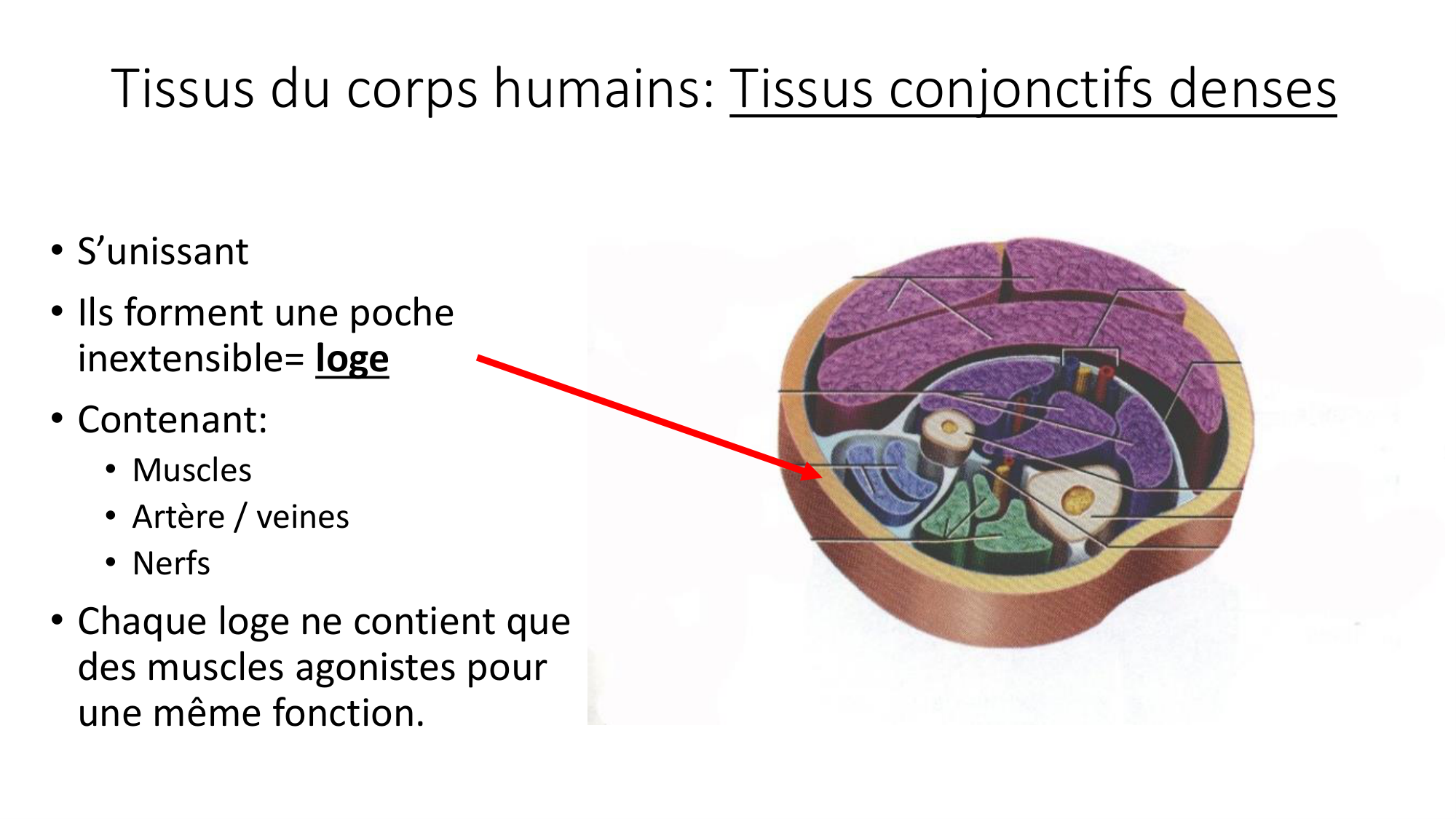 cours dintroduction anatomie 2025-26 page 51