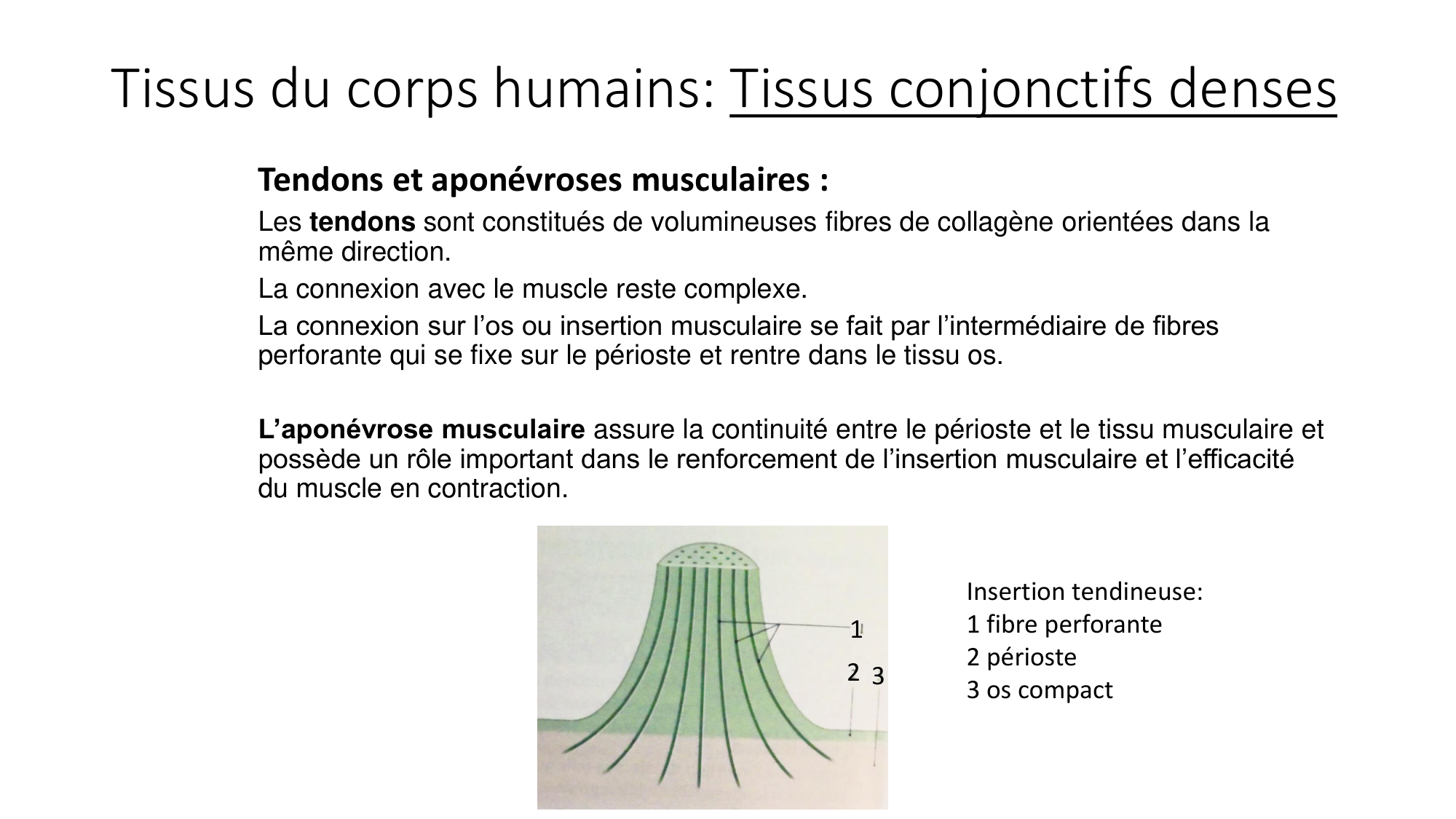 cours dintroduction anatomie 2025-26 page 54
