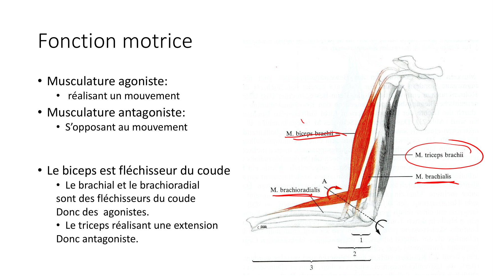 cours dintroduction anatomie 2025-26 page 56
