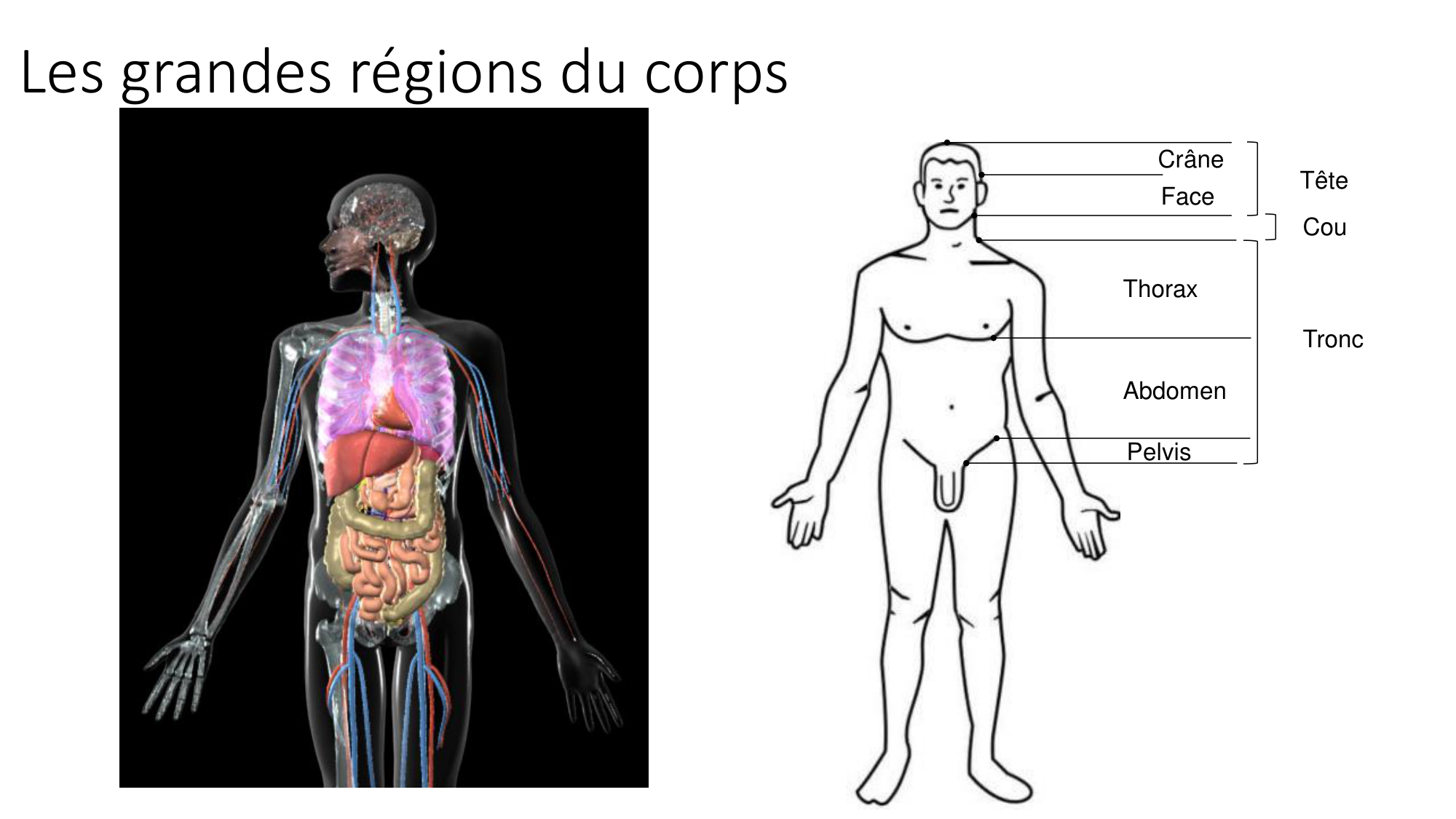 cours dintroduction anatomie 2025-26 page 57