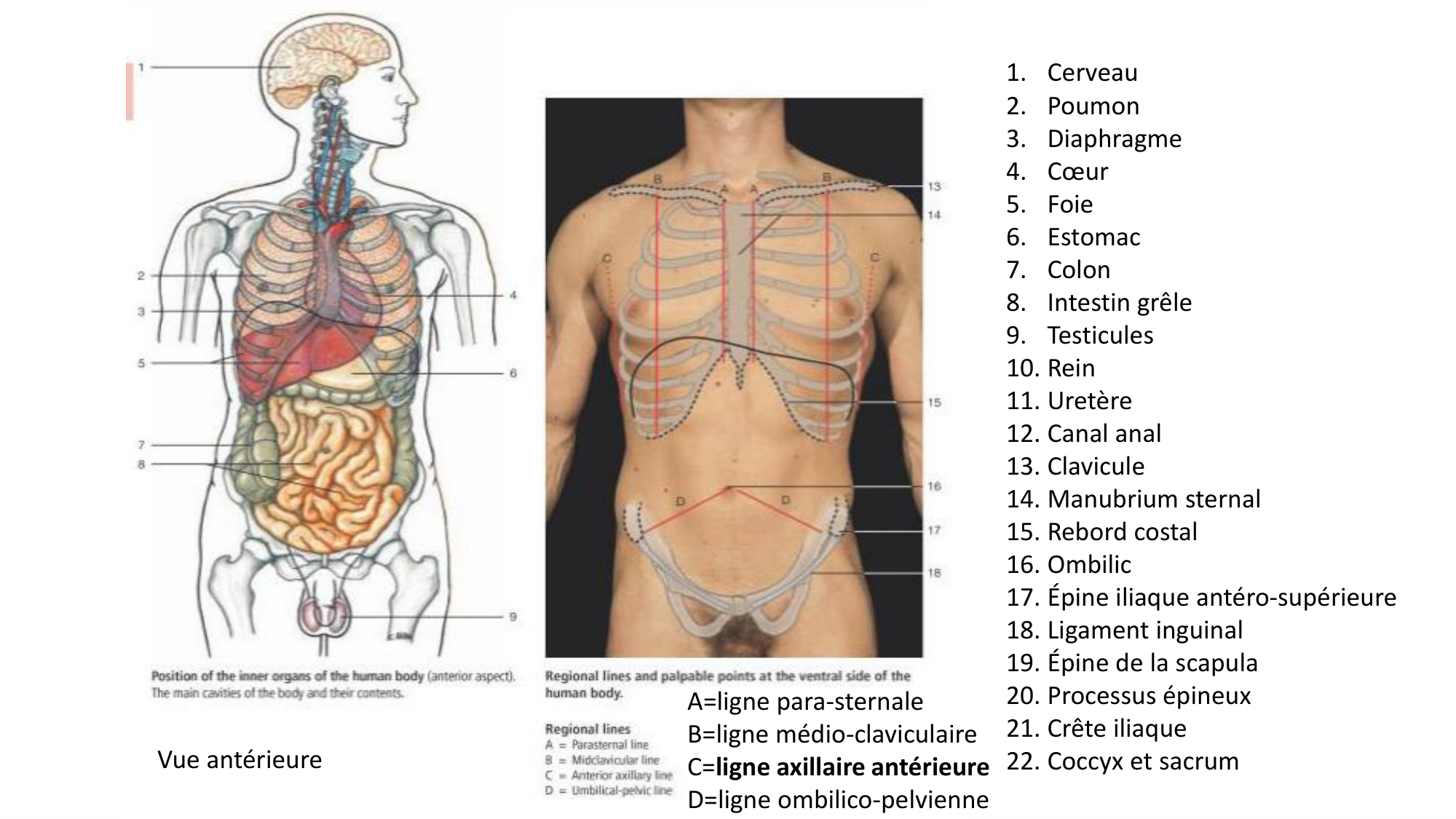 cours dintroduction anatomie 2025-26 page 59