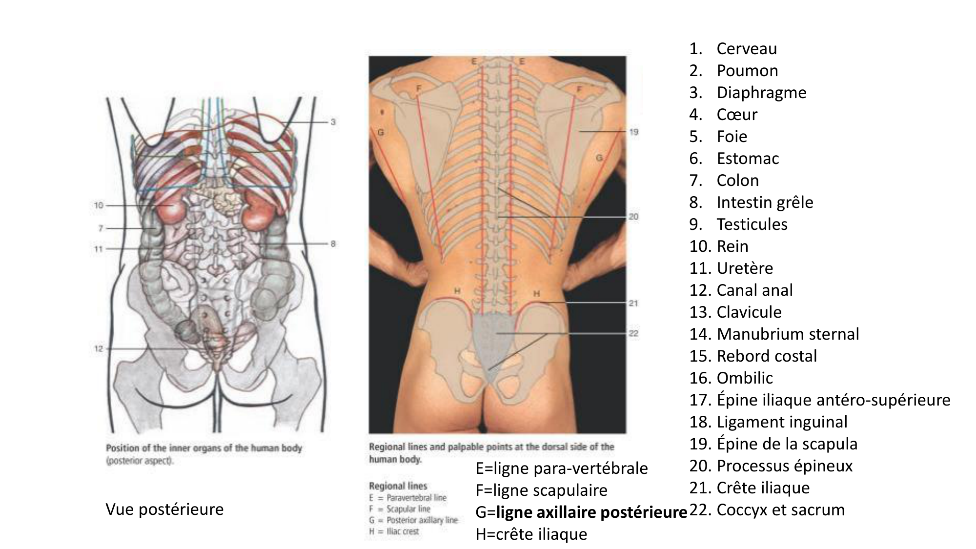 cours dintroduction anatomie 2025-26 page 60