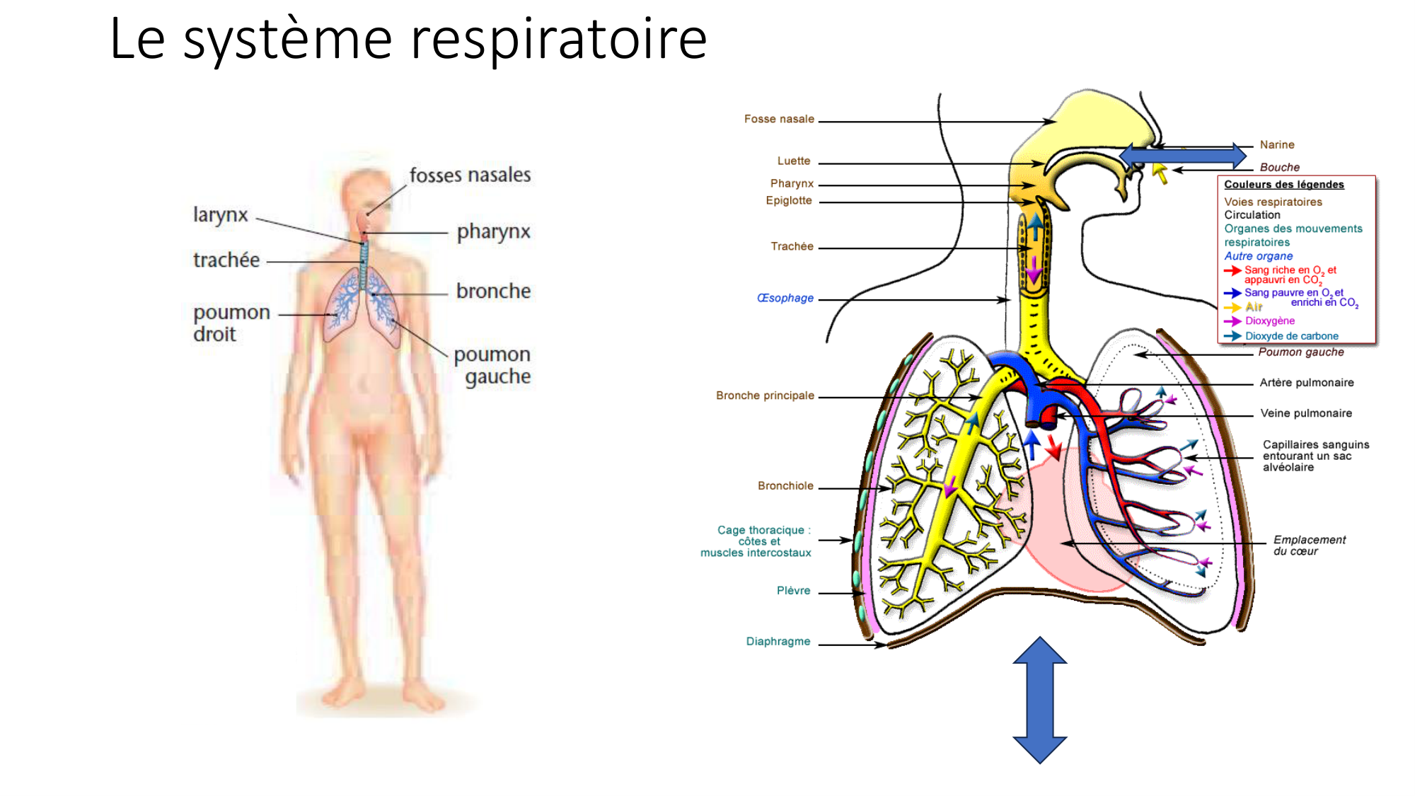 cours dintroduction anatomie 2025-26 page 65