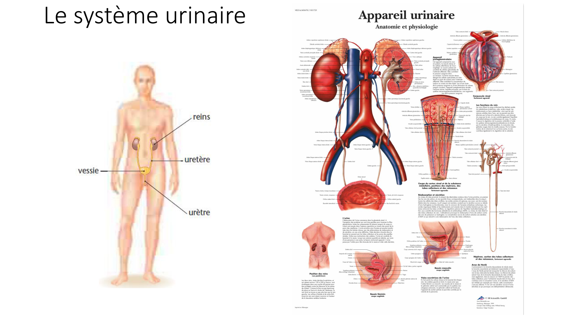 cours dintroduction anatomie 2025-26 page 67