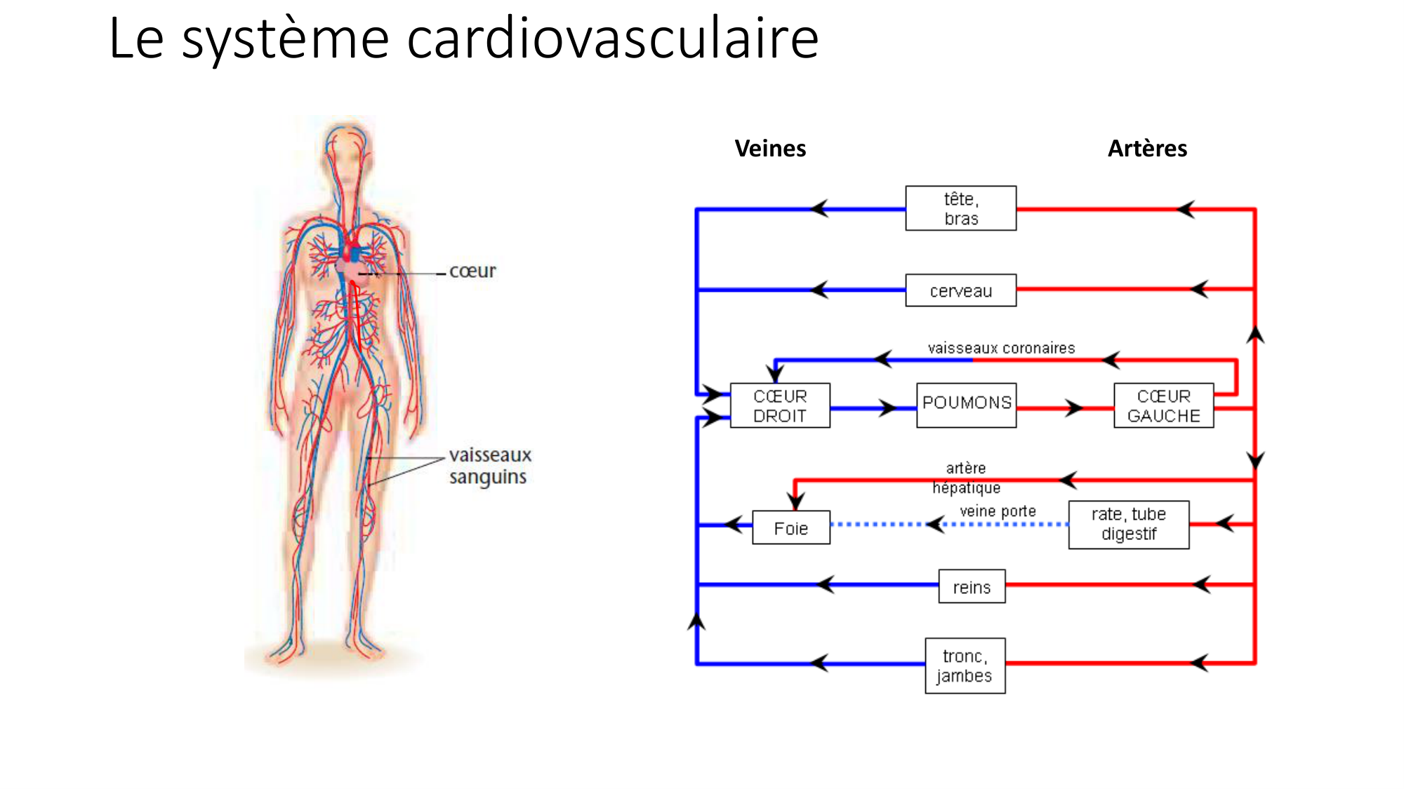 cours dintroduction anatomie 2025-26 page 68