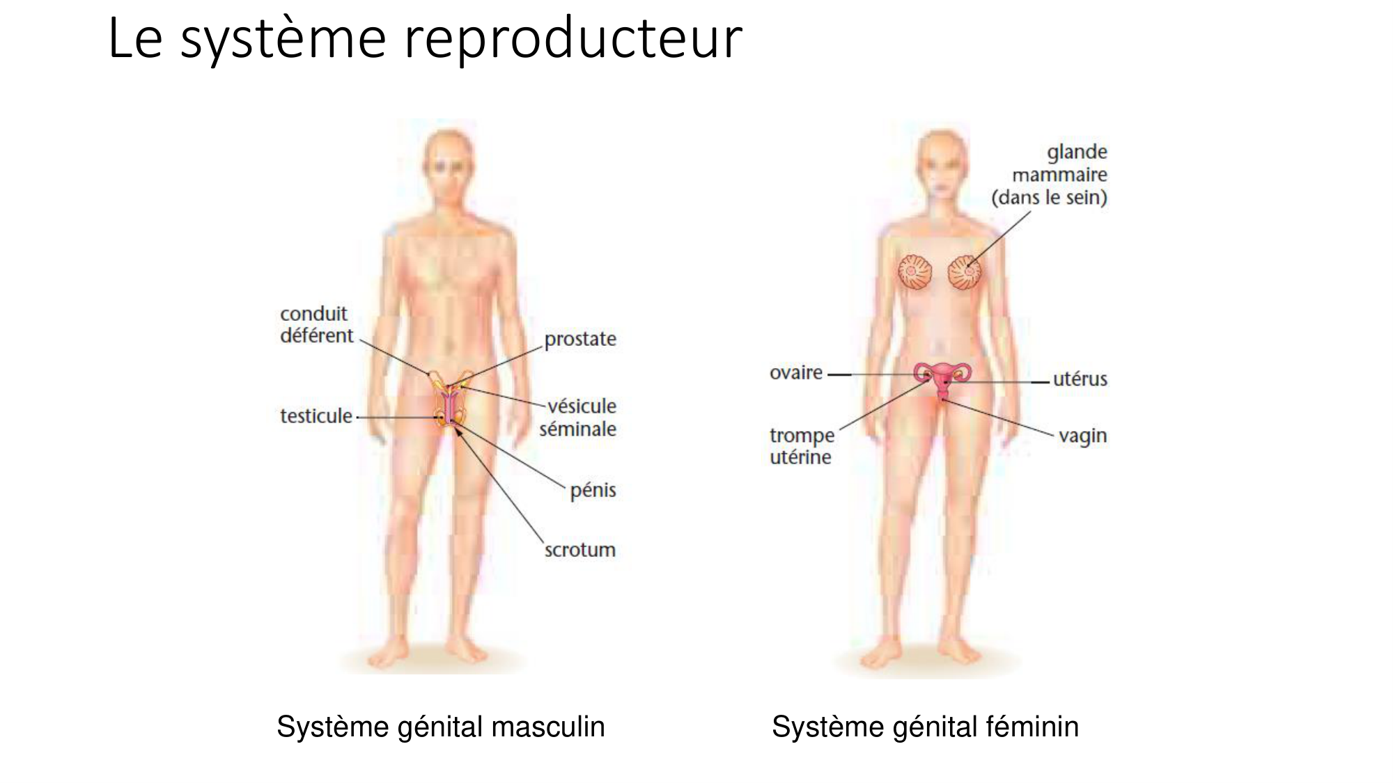 cours dintroduction anatomie 2025-26 page 69
