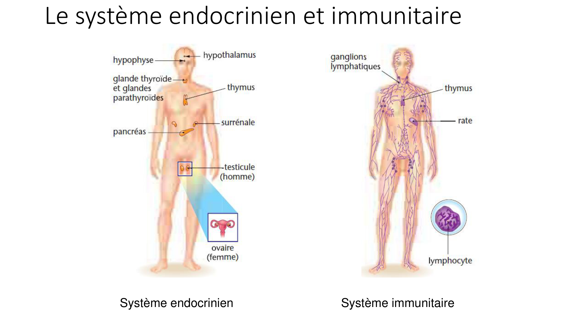 cours dintroduction anatomie 2025-26 page 70