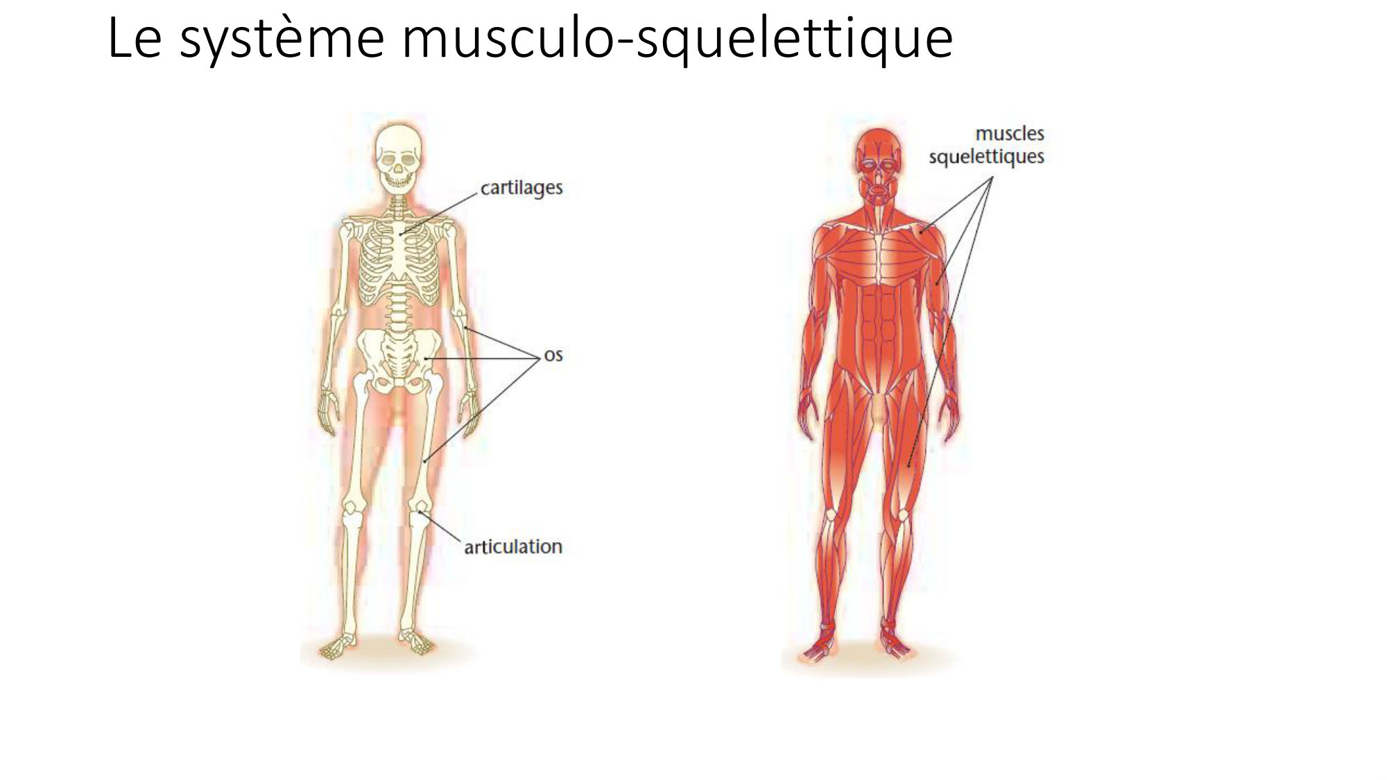 cours dintroduction anatomie 2025-26 page 71