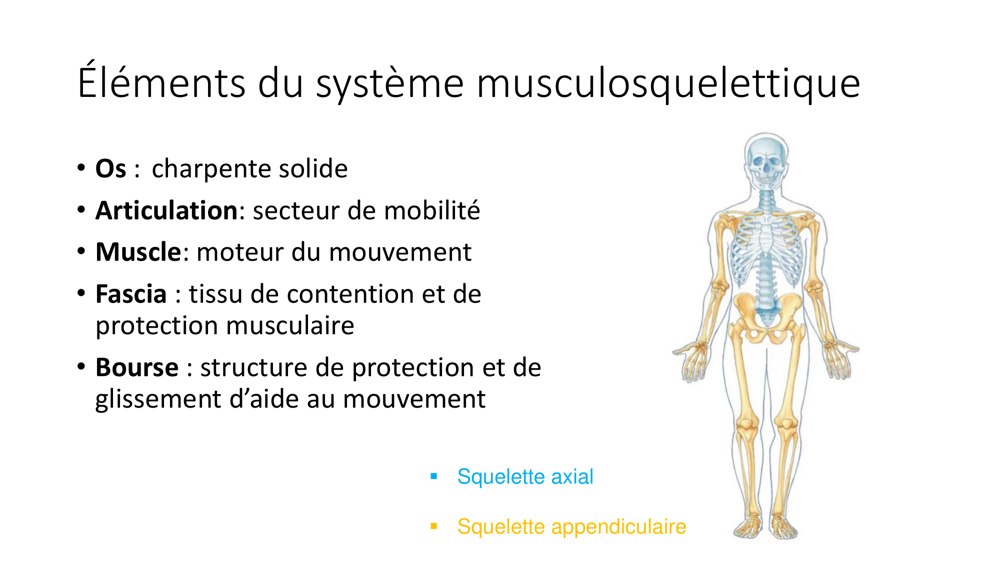 cours dintroduction anatomie 2025-26 page 72