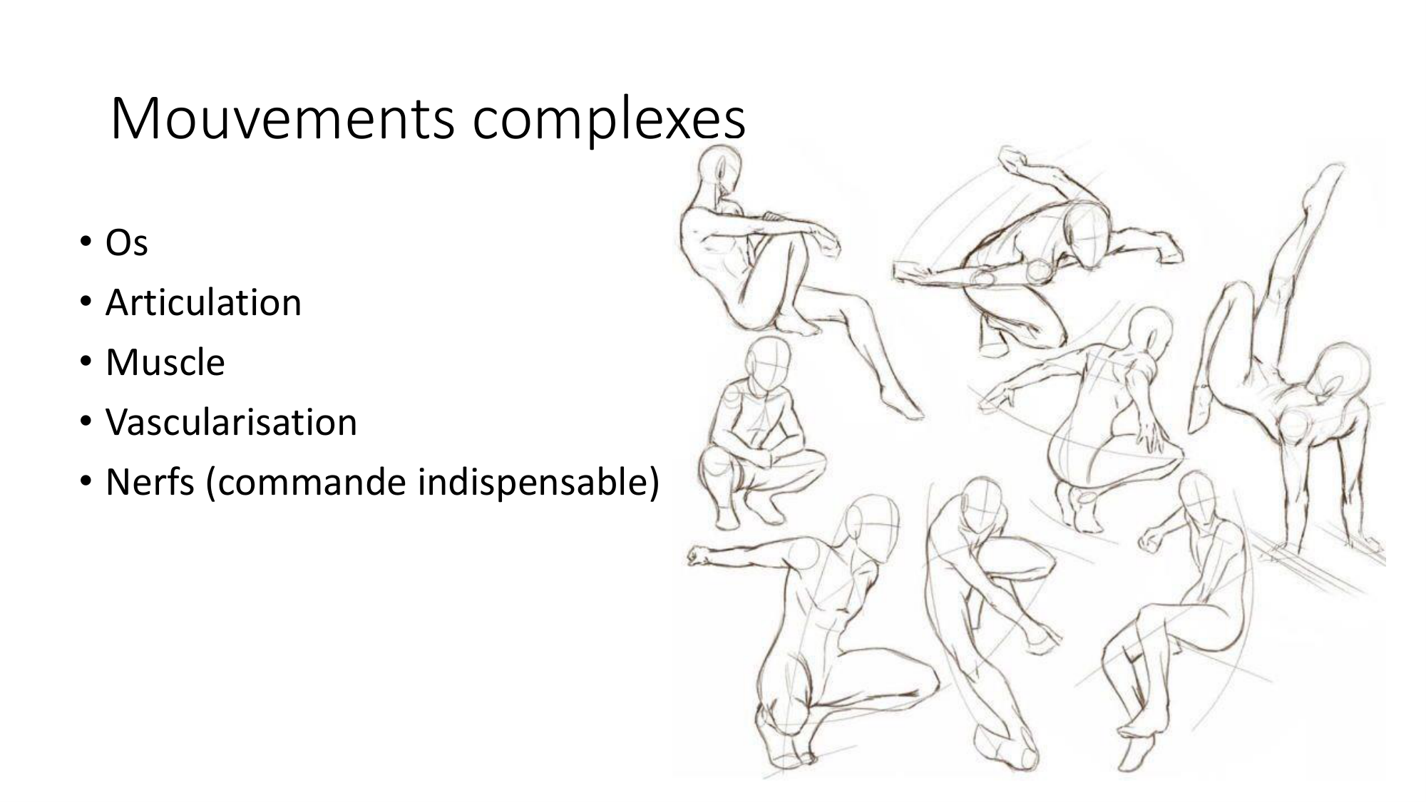 cours dintroduction anatomie 2025-26 page 73