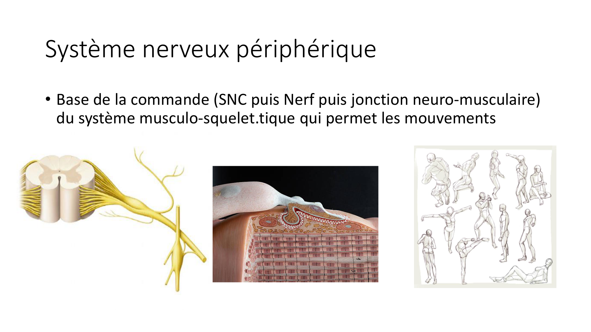 cours dintroduction anatomie 2025-26 page 75