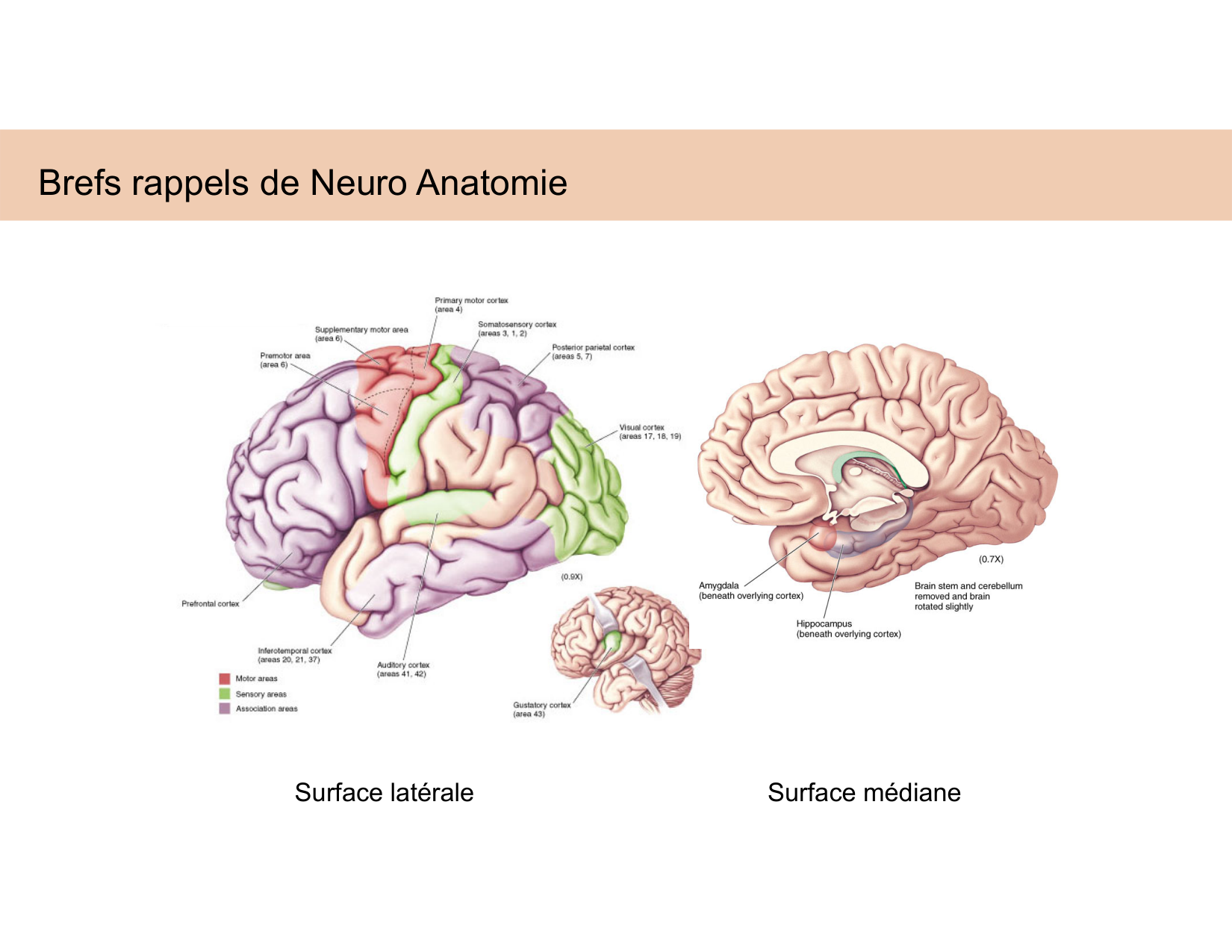 BA1 Techniques de Neuroimagerie page 4