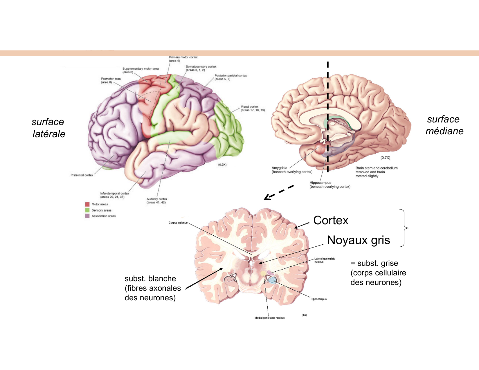 BA1 Techniques de Neuroimagerie page 5