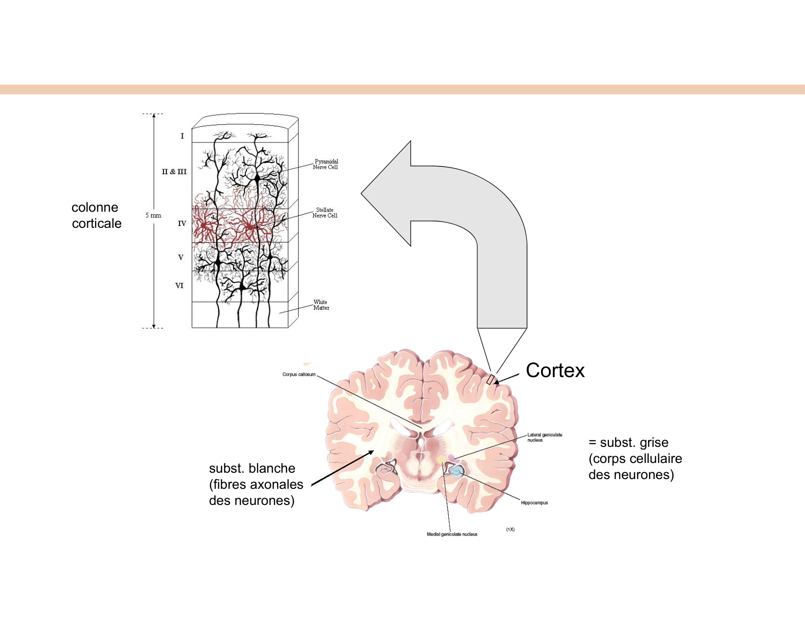 BA1 Techniques de Neuroimagerie page 6