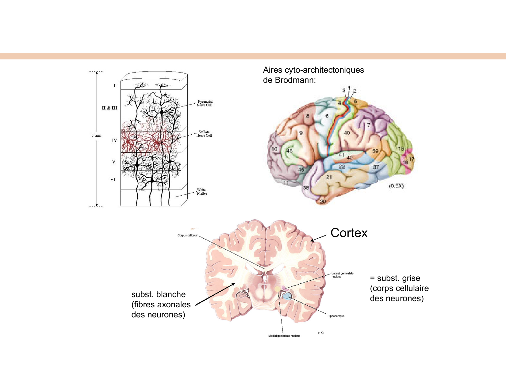 BA1 Techniques de Neuroimagerie page 7